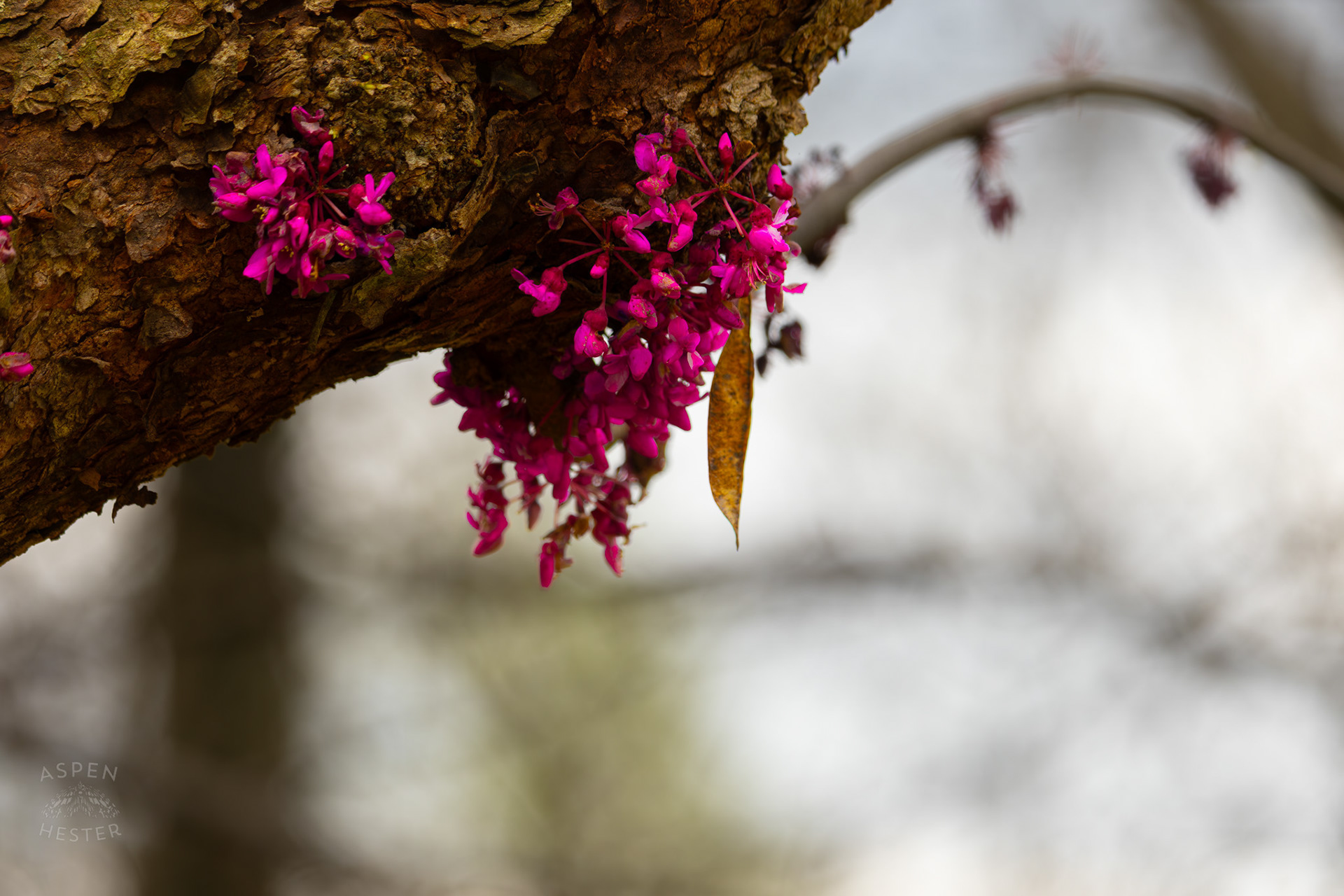A Judas Tree in Brown Park. April 14th, 2025/Aspen Hester