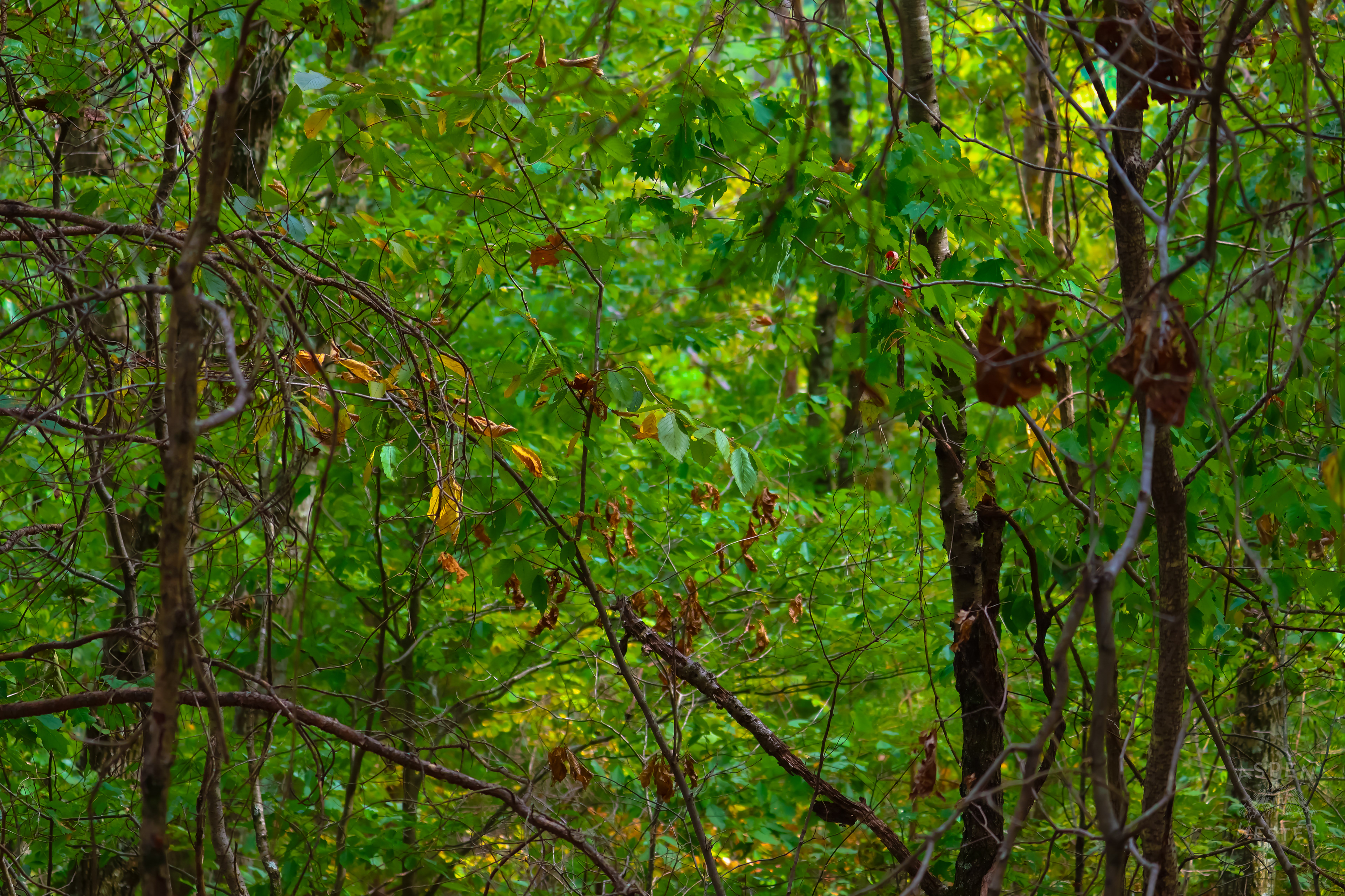 Dense Trees Inside Jefferson Memorial Forest. September 3rd, 2024/Aspen Hester