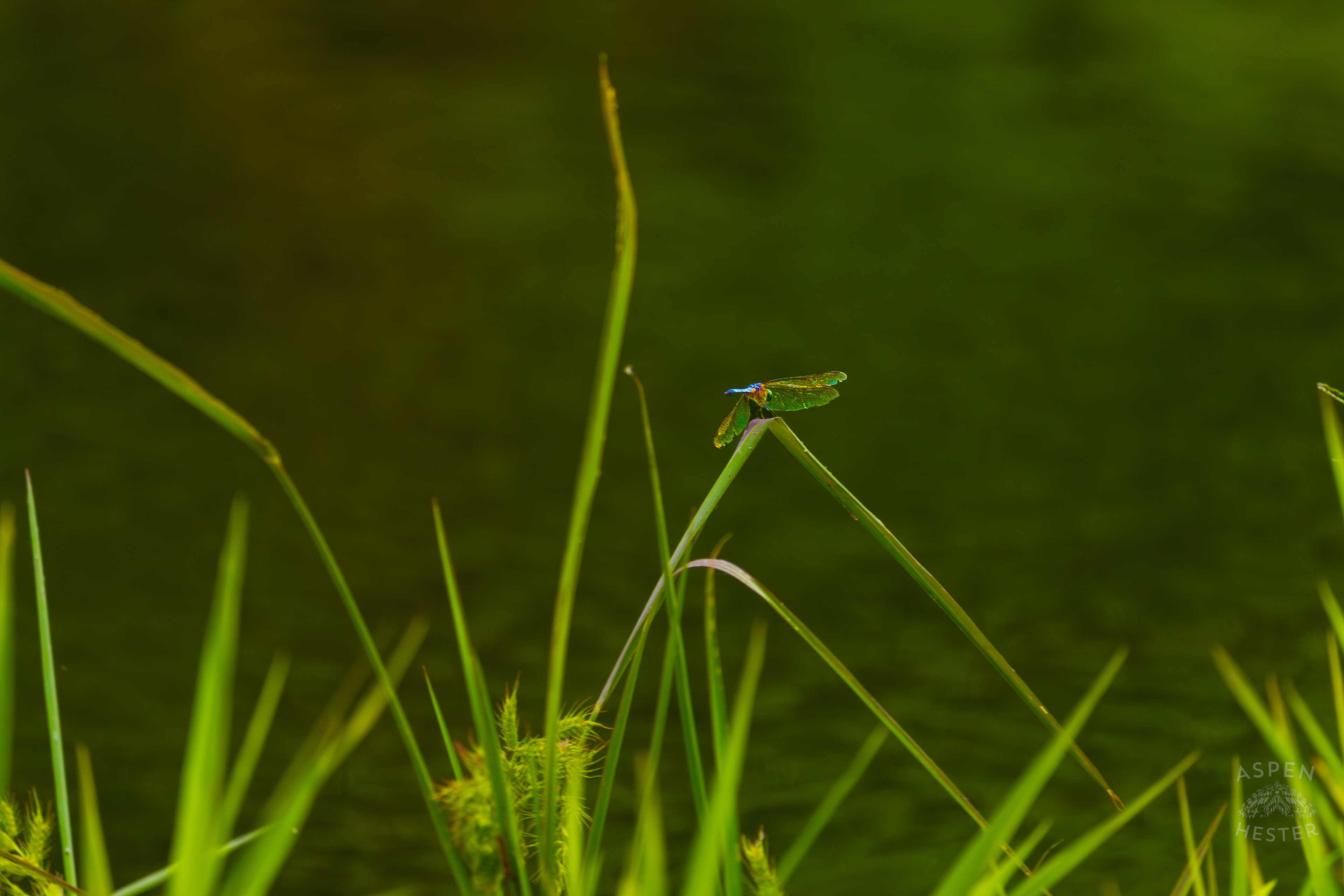 Emperor Dragonfly Sits on A Blade of Grass Bordering Tom Wallace Lake Inside Jefferson Memorial Forest. September 3rd, 2024/Aspen Hester