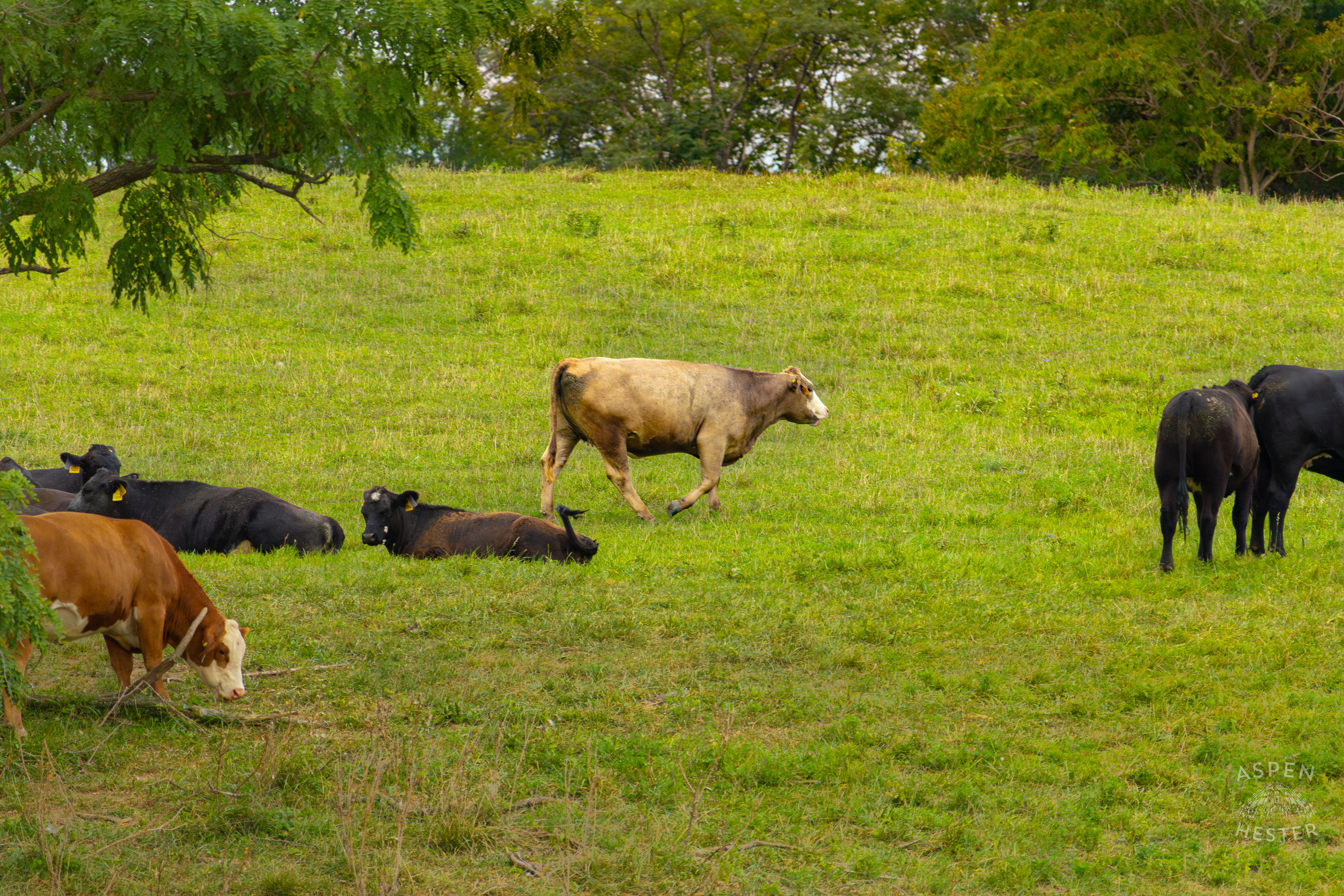 Cows Relaxing and Grazing on the Shore of Reformatory Lake. August 12th, 2024/Aspen Hester