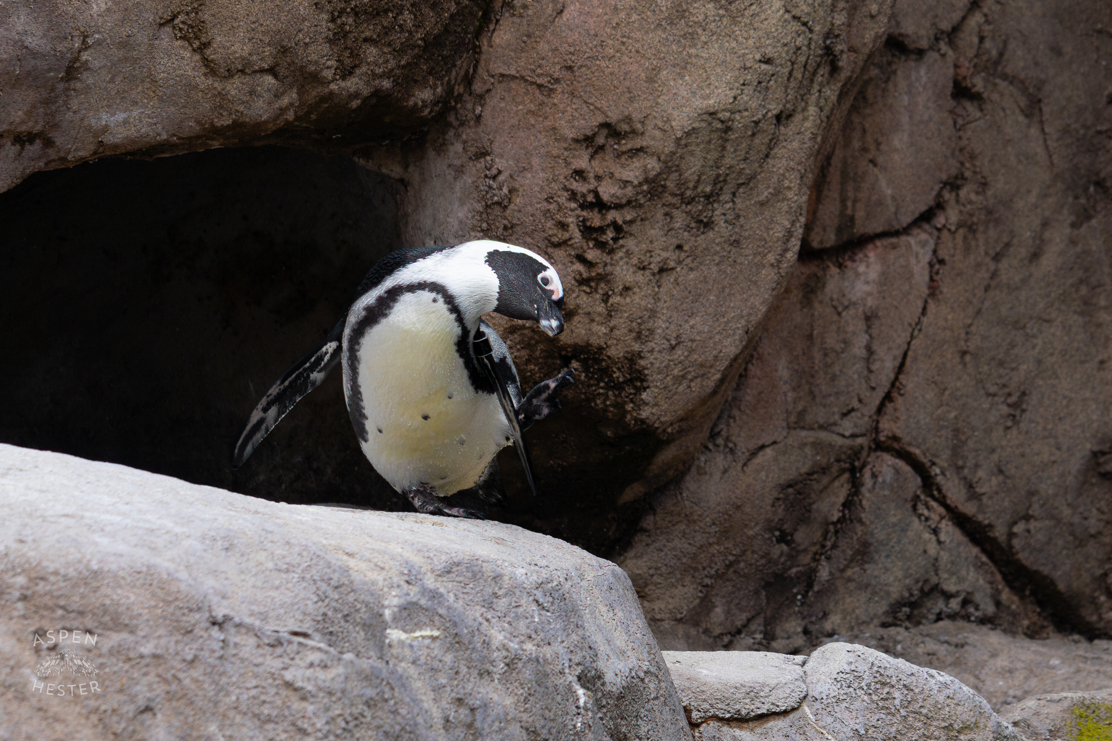 An African Penguin Scratching an Itch in Penguin Point Inside The National Aviary in Pittsburgh Pennsylvania. February 26th, 2025/Aspen Hester