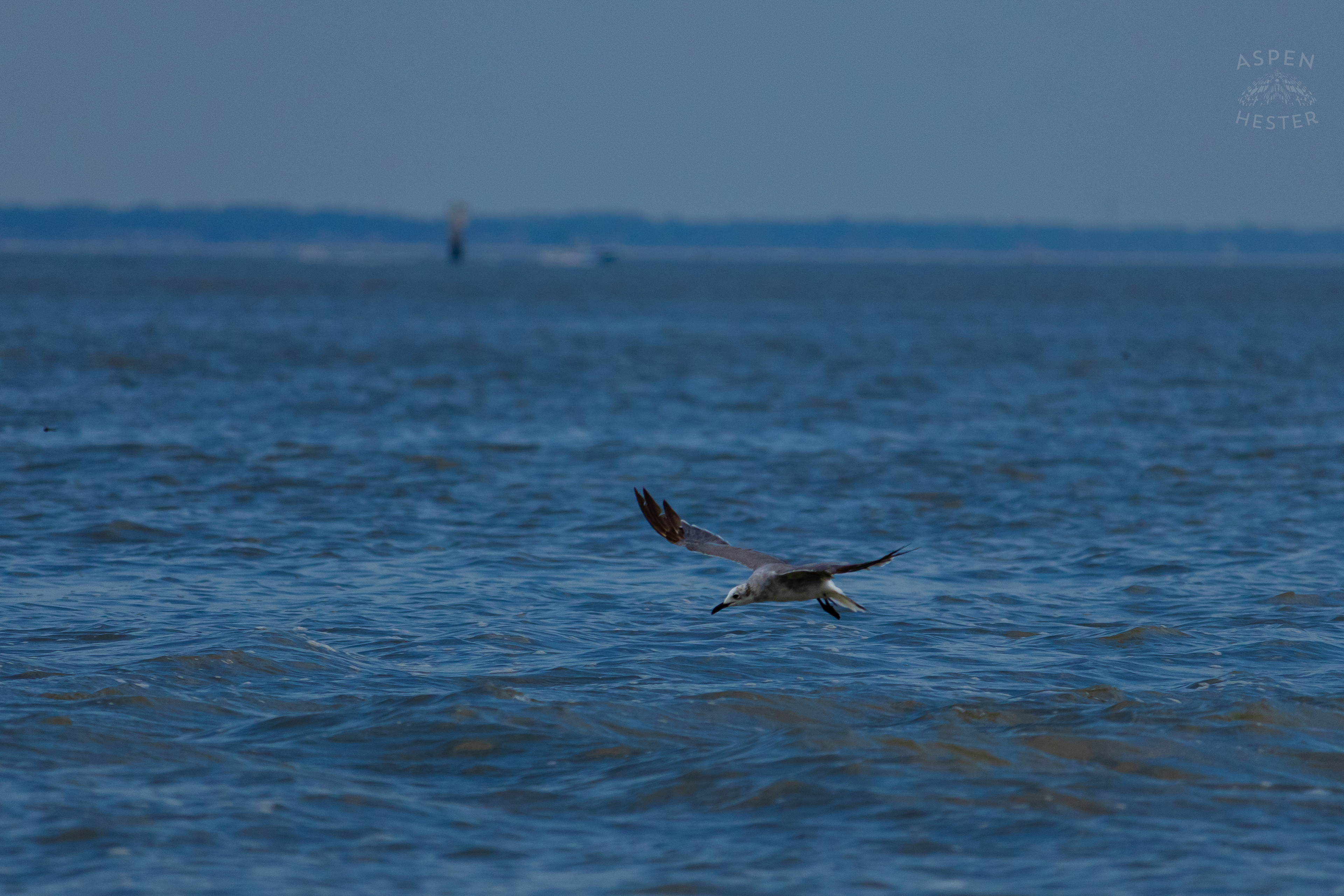 Seagull Flying On Tybee Island Georgia. June 24th, 2024/Aspen Hester