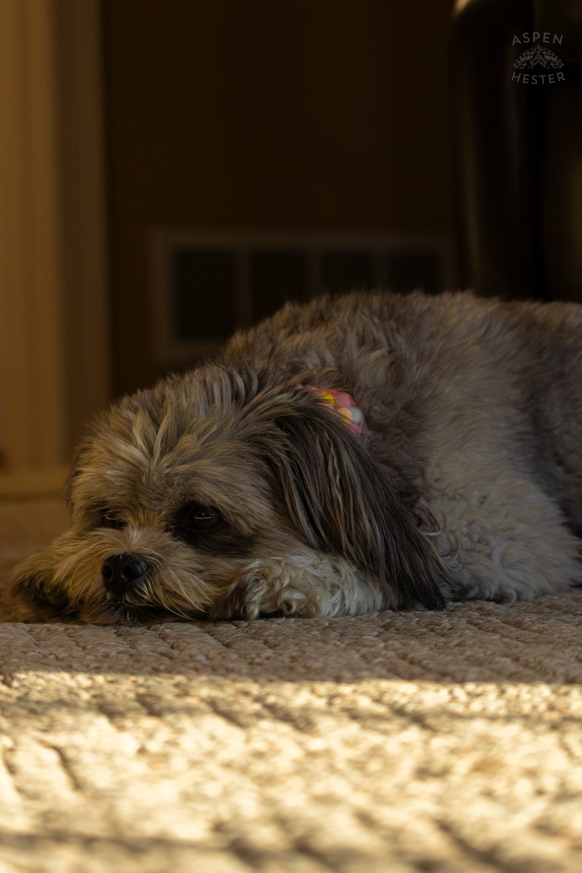 My Girl Mabel Resting. November 11th, 2024/Aspen Hester