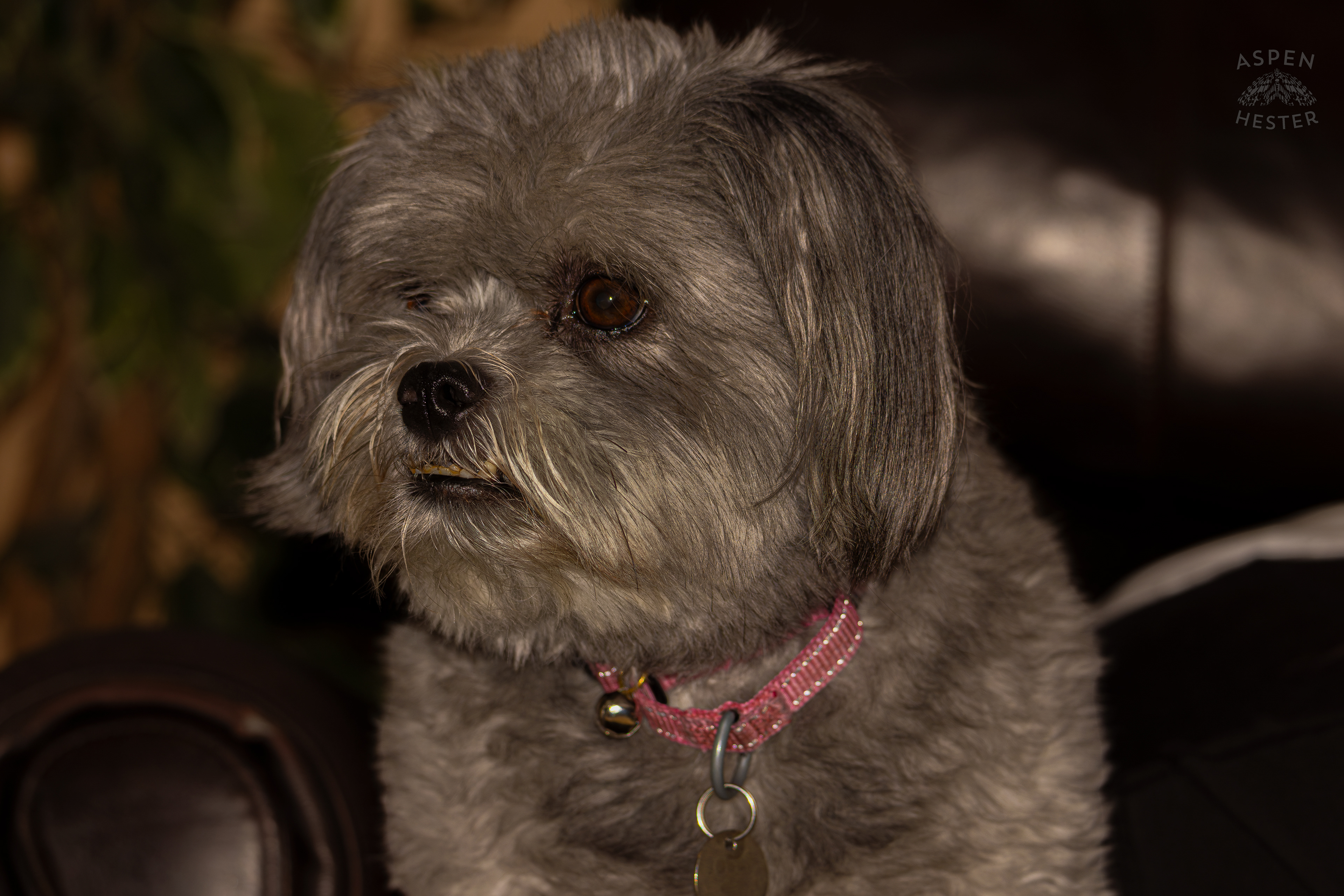 My Girl Mabel. November 11th, 2024/Aspen Hester