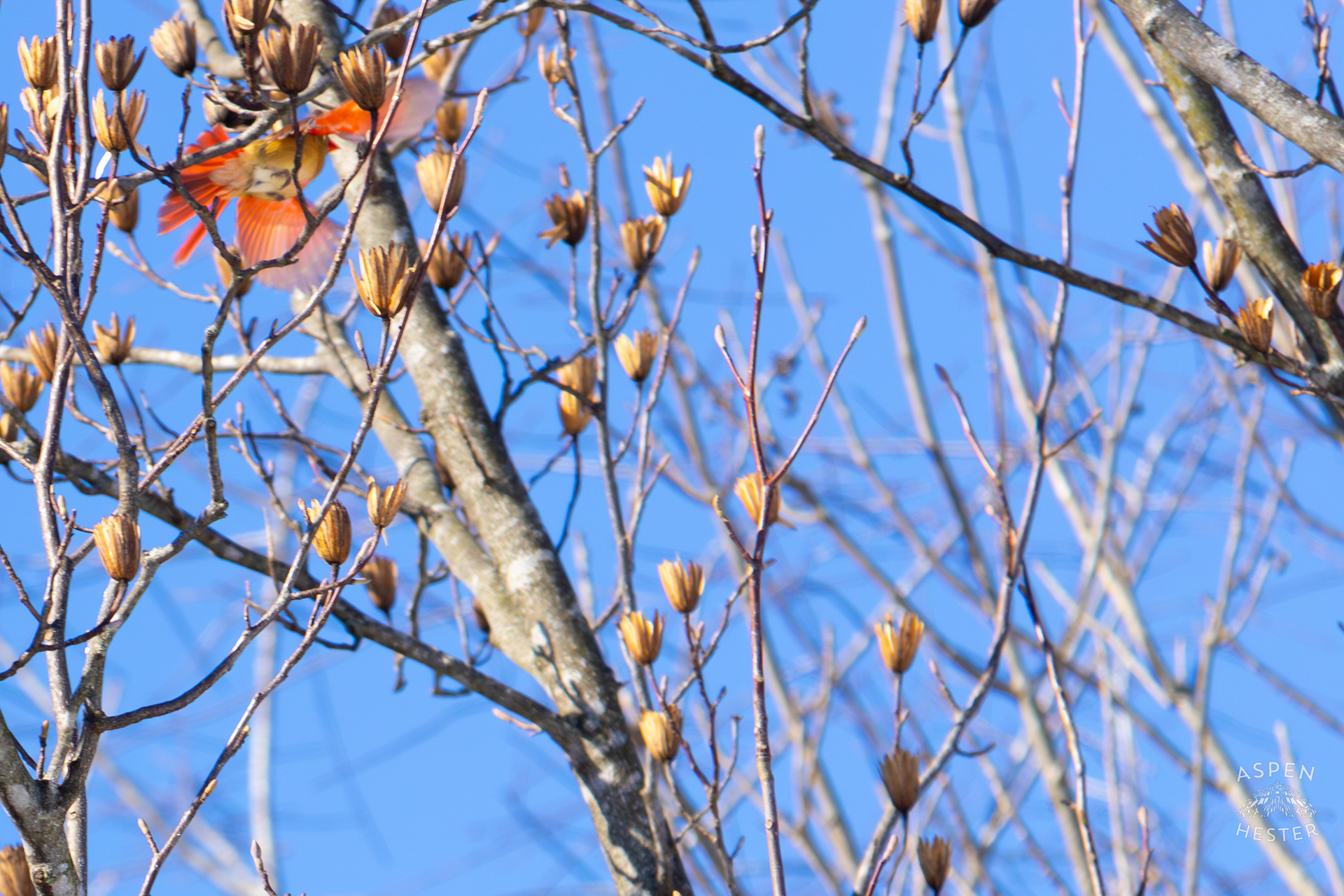  A Female Cardinal Flies From Branch to Branch in A Tulip Tree in my Snowy Backyard. January 13th, 2025/Aspen Hester