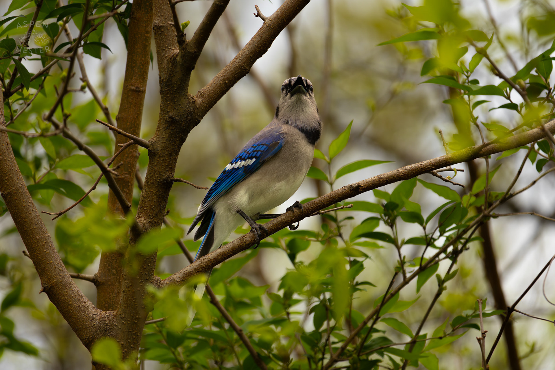 A Blue Jay Calls Out From A Tree Top in Brown Park. April 14th, 2025/Aspen Hester 