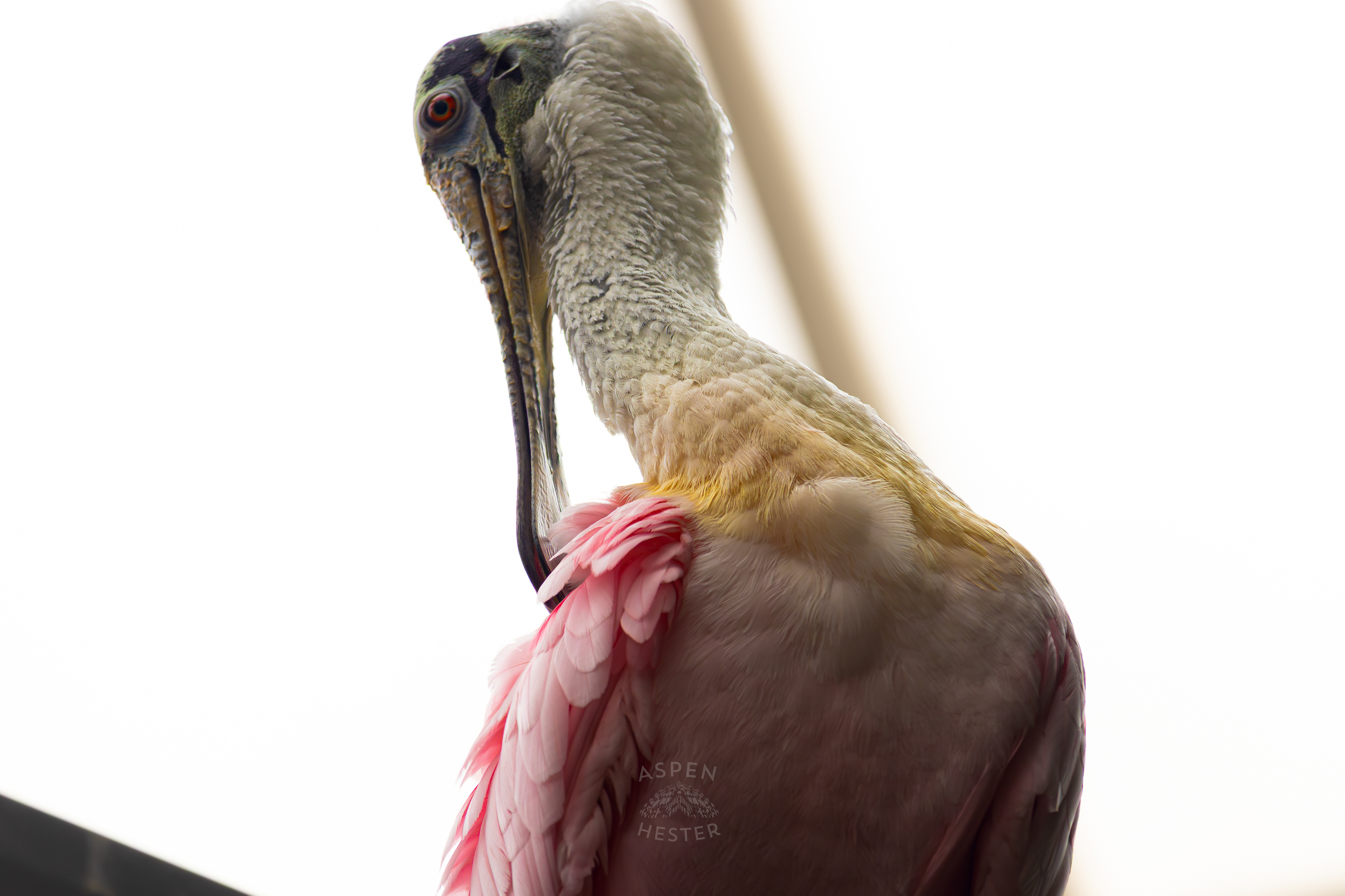 A Roseate Spoonbill Perches High Up in The Wetlands Inside The National Aviary in Pittsburgh Pennsylvania. February 26th, 2025/Aspen Hester