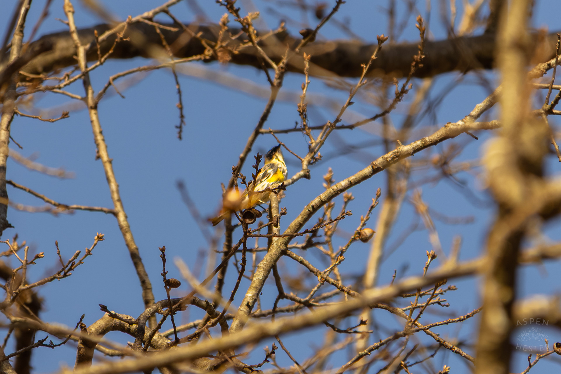 A Male Pine Warbler Perches High Up in A Tree in Wendell Moore Park Right Before Spring. March 18th, 2025/Aspen Hester 