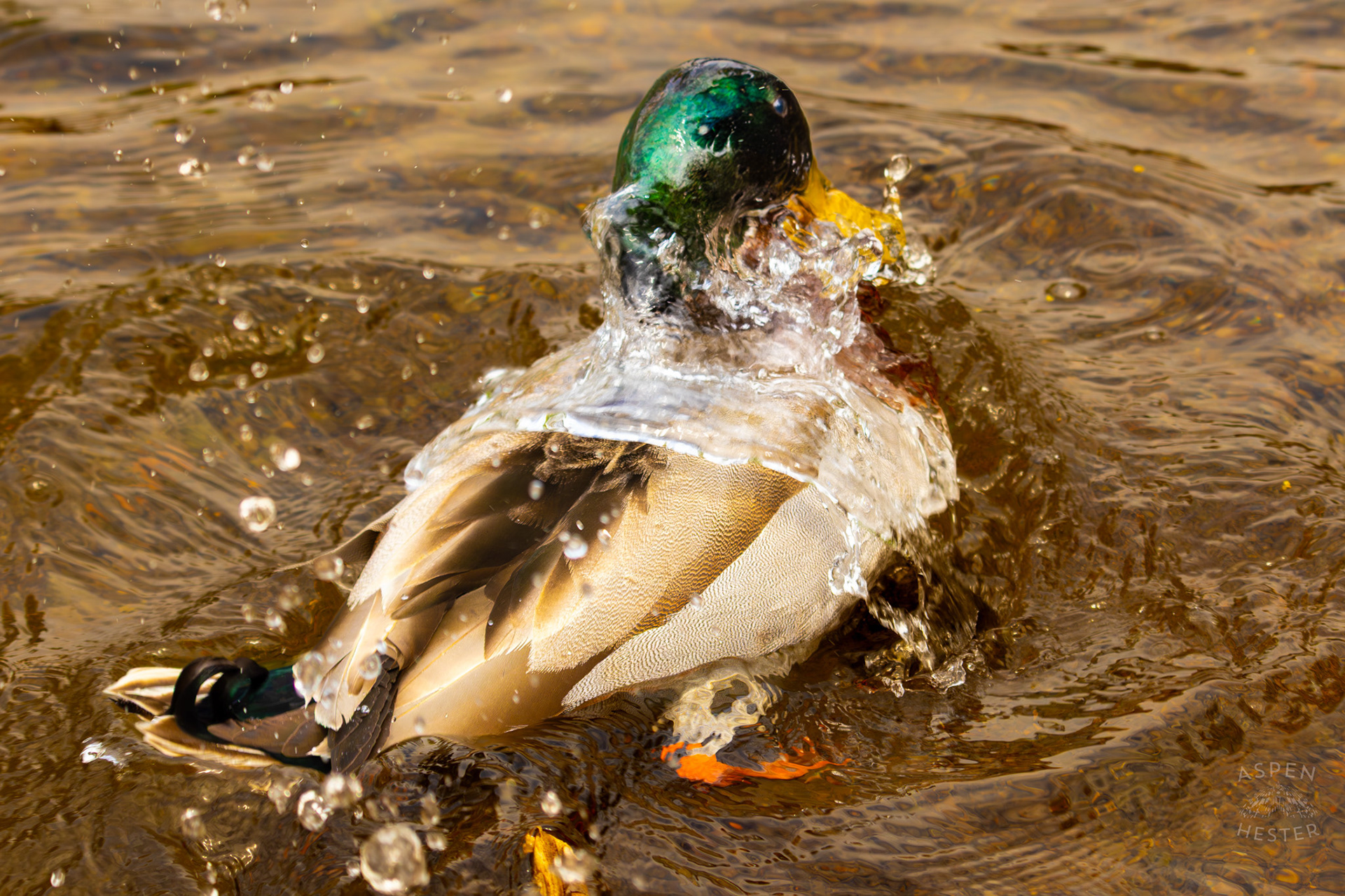 A Male Mallard Washes Himself in Middle Fork Beargrass Creek Where It Runs Through Brown Park. April 14th, 2025/Aspen Hester