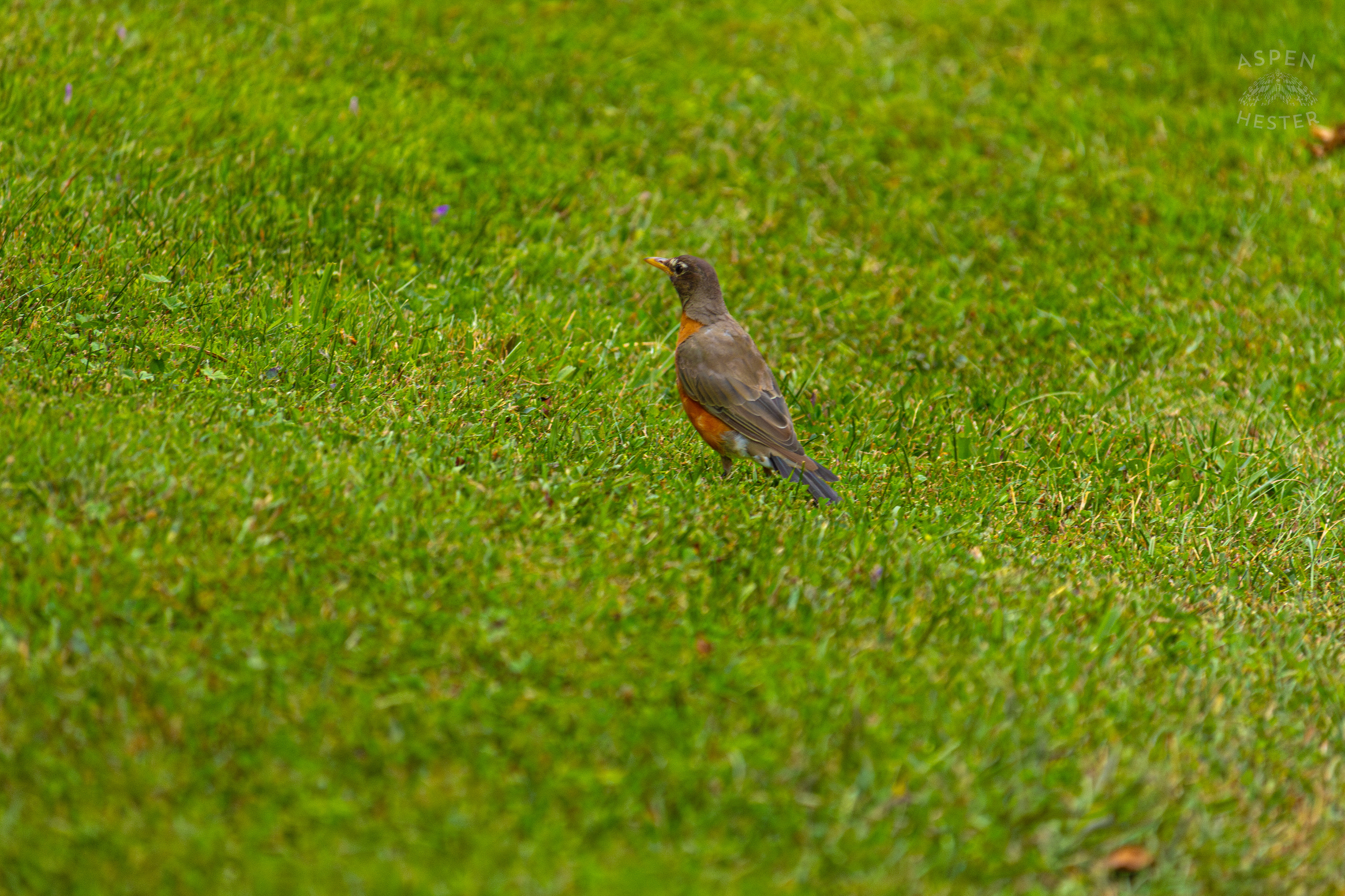 A Robin Hunts for Worms it in Wendell Moore Park. August 12th, 2024/Aspen Hester