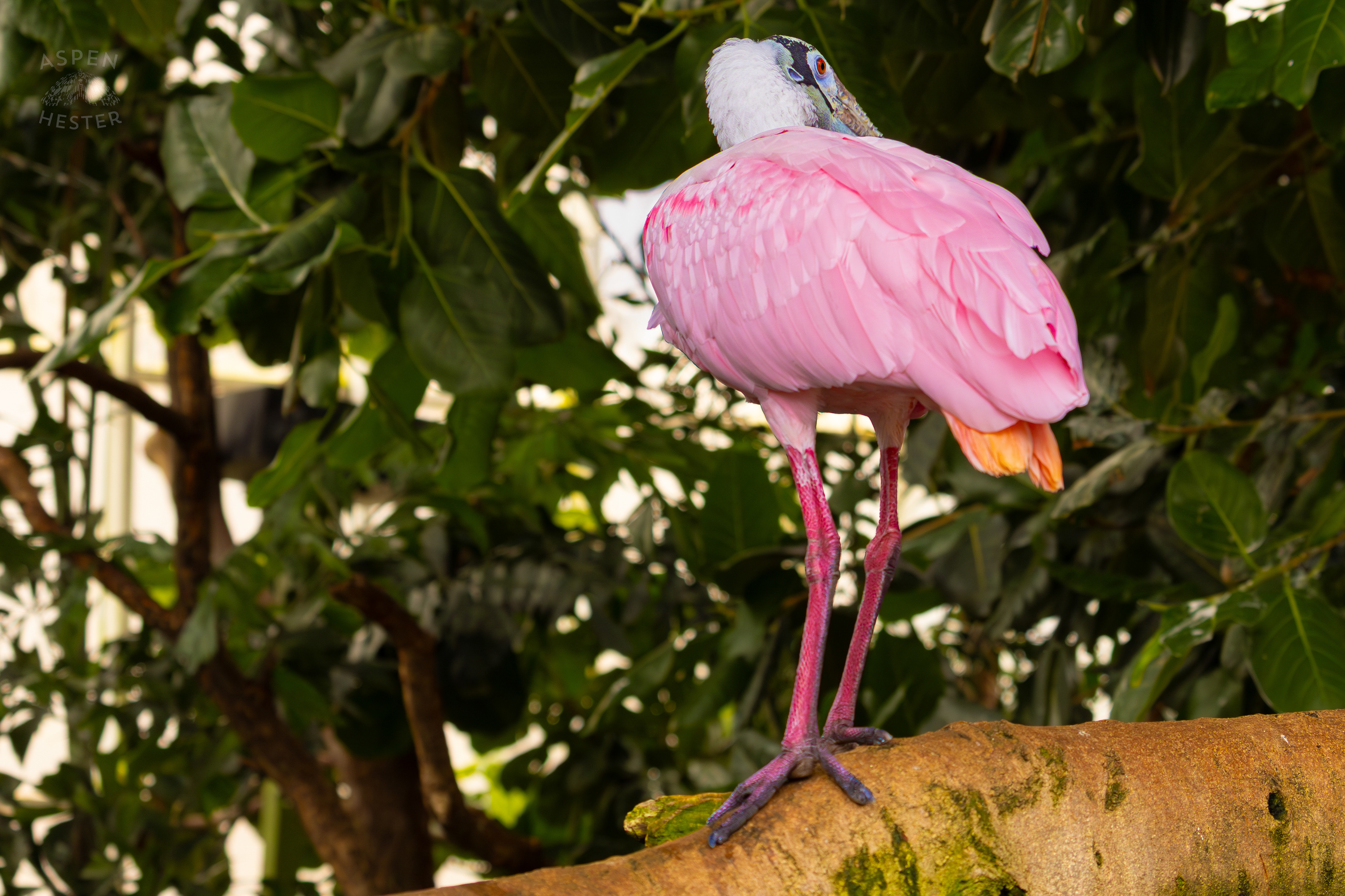 A Roseate Spoonbill Perches On A Branch Above The Waters In The Wetlands Inside The National Aviary in Pittsburgh Pennsylvania. February 26th, 2025/Aspen Hester