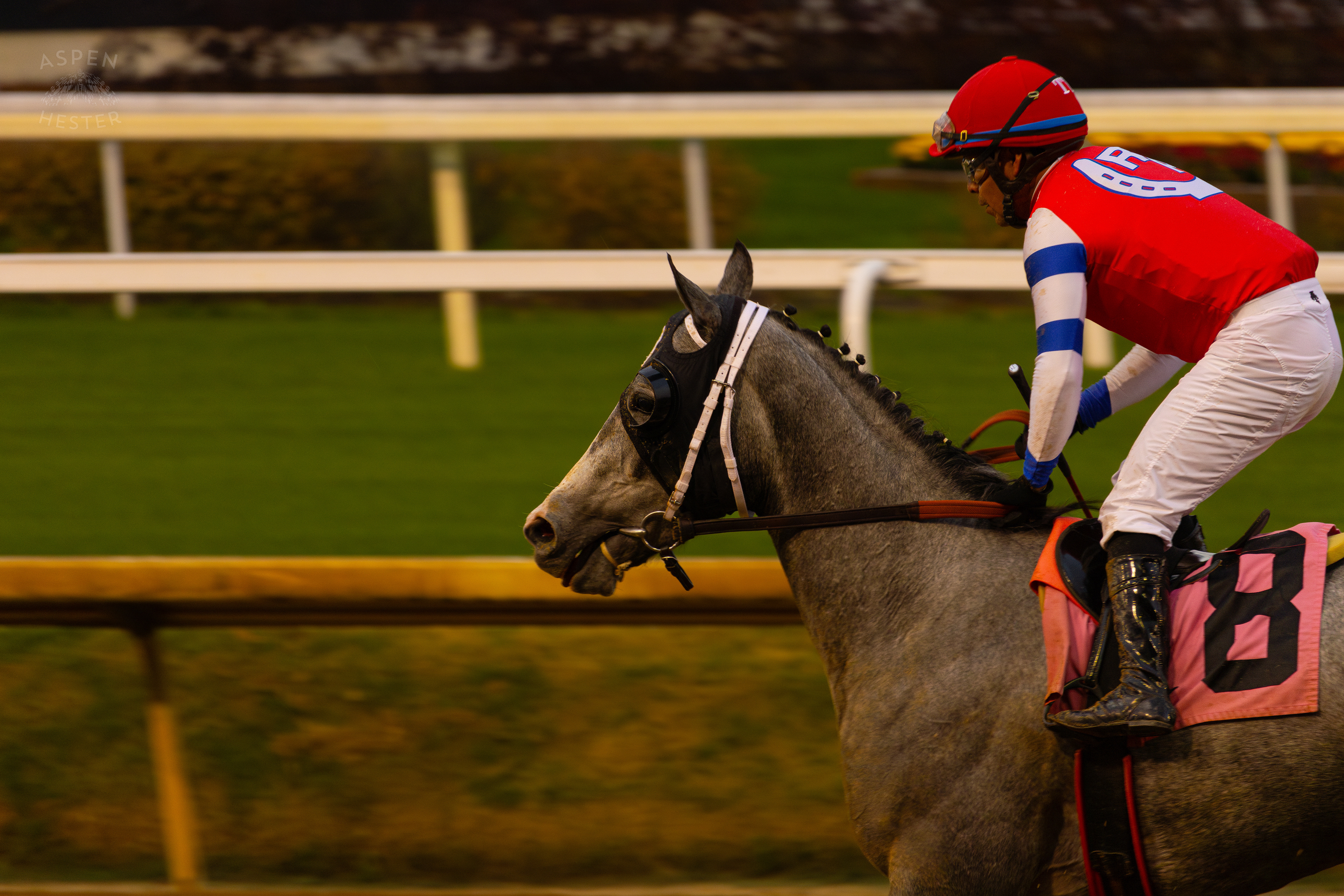 Horse #8 Hush It Honey Ridden by Jockey Martin Garcia After Running in Race 8 On The Day Bob Baffert Returned to Churchill Downs After A 3 Year Suspension. November 27th, 2024/Aspen Hester