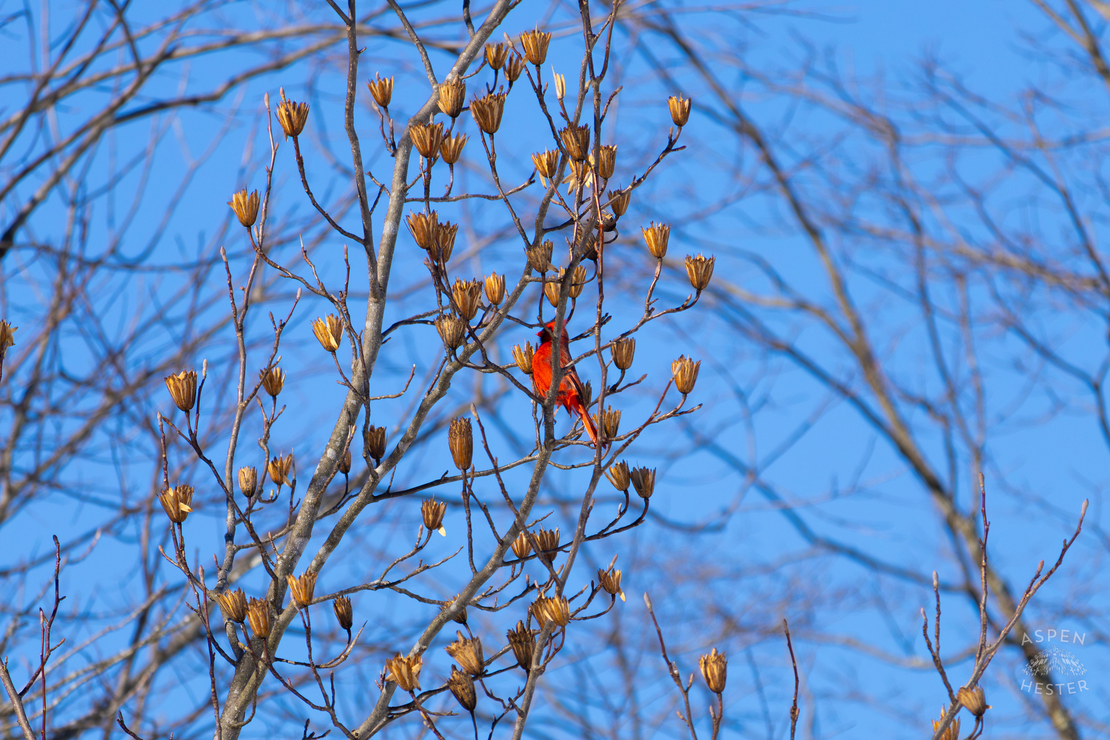 A Cardinal Sits in A Tulip Tree in my Backyard. January 13th, 2025/Aspen Hester