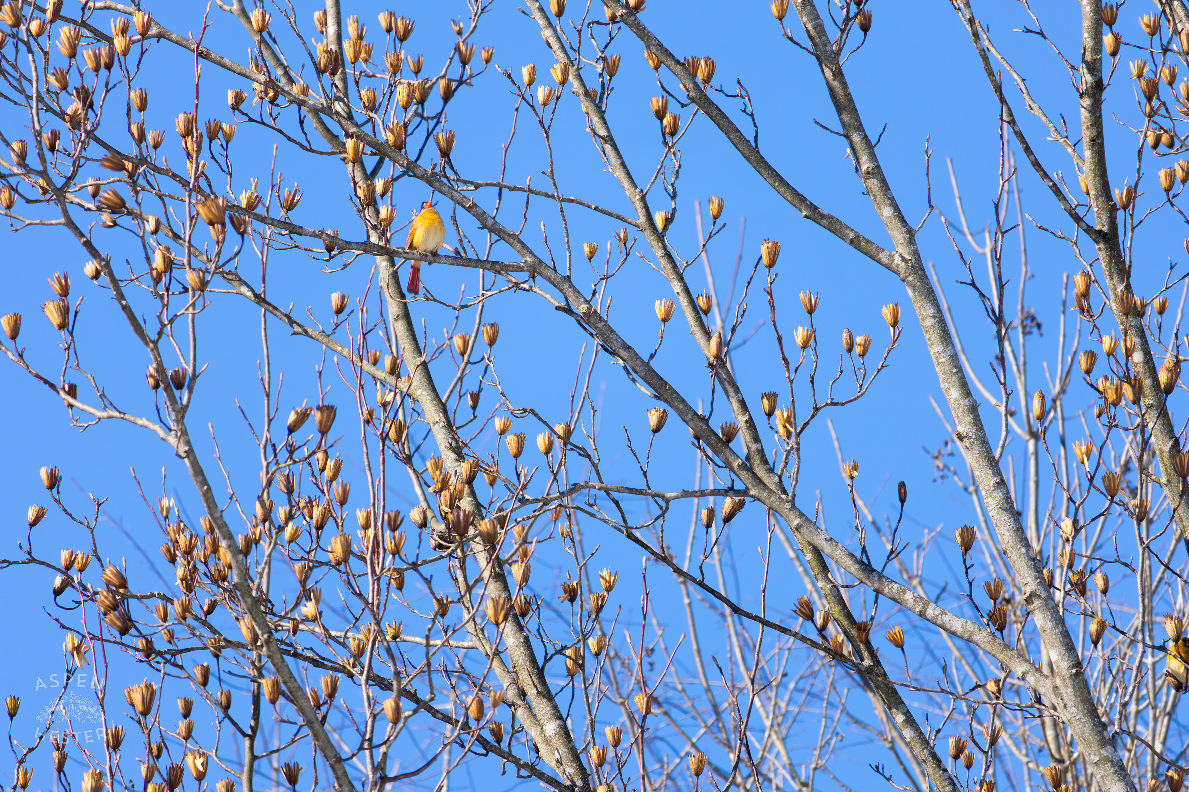 A Bright Female Cardinal Sits in A Tulip Tree in my Backyard. January 13th, 2025/Aspen Hester