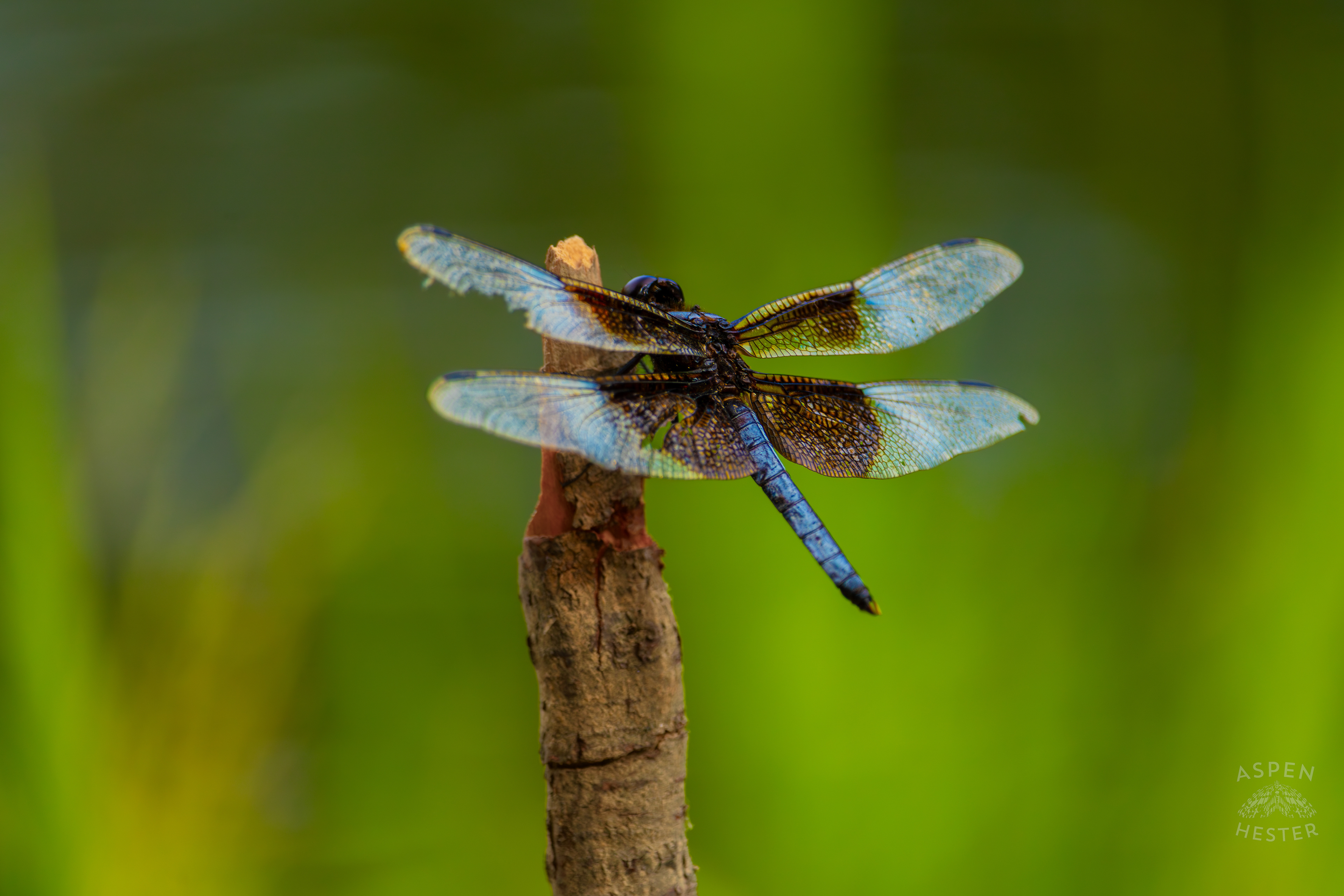 A Widow Skimmer Dragonfly Perches on a Branch on The Shore of Tom Wallace Lake Inside Jefferson Memorial Forest. September 3rd, 2024/Aspen Hester