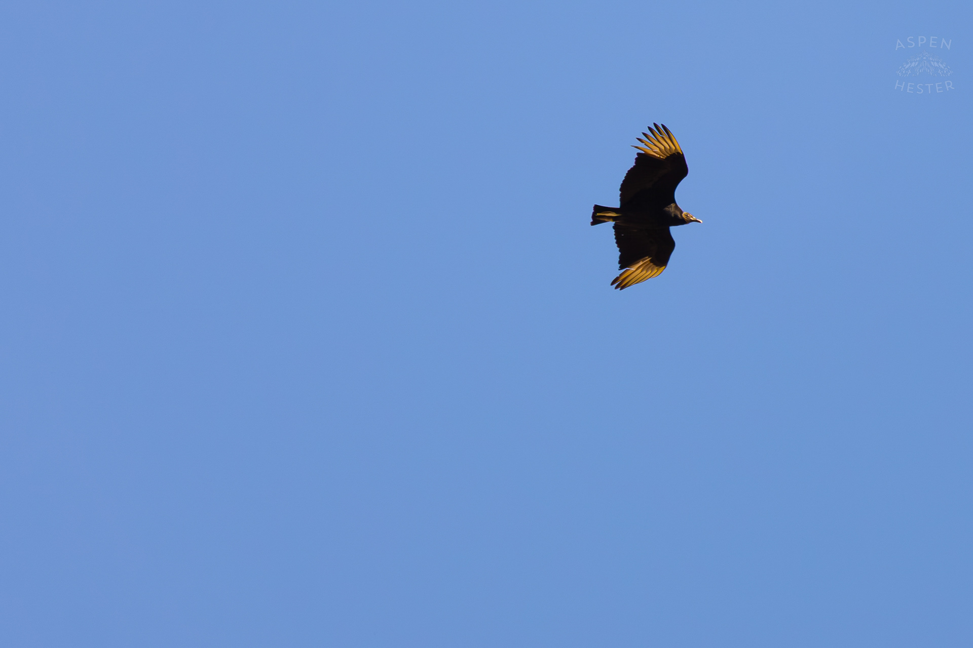 A Black Vulture Flies Over Wendell Moore Park Right Before Spring. March 18th, 2025/Aspen Hester
