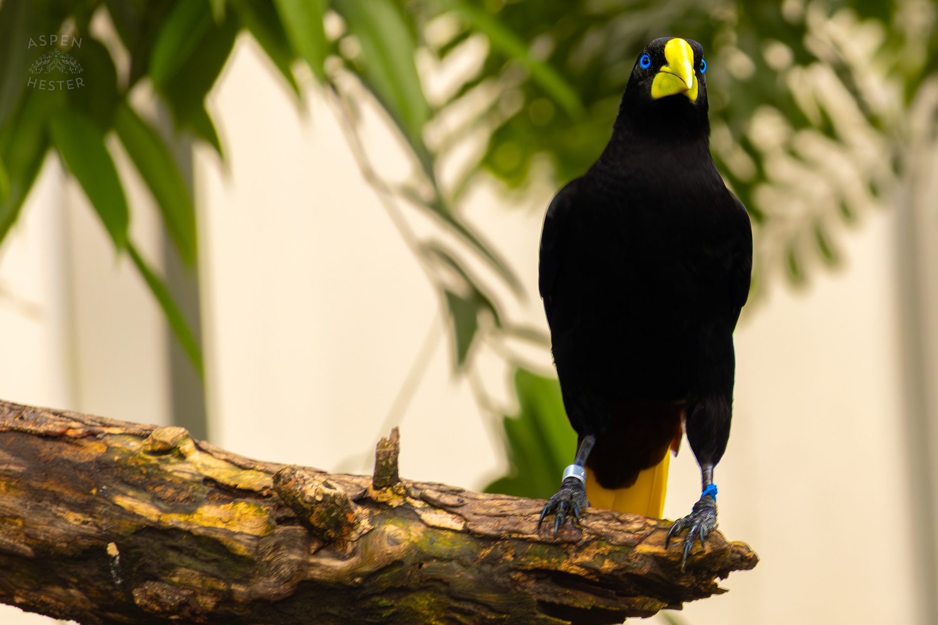 A Crested Oropendola Perches On A Tree In The Wetlands Inside The National Aviary in Pittsburgh Pennsylvania. February 26th, 2025/Aspen Hester