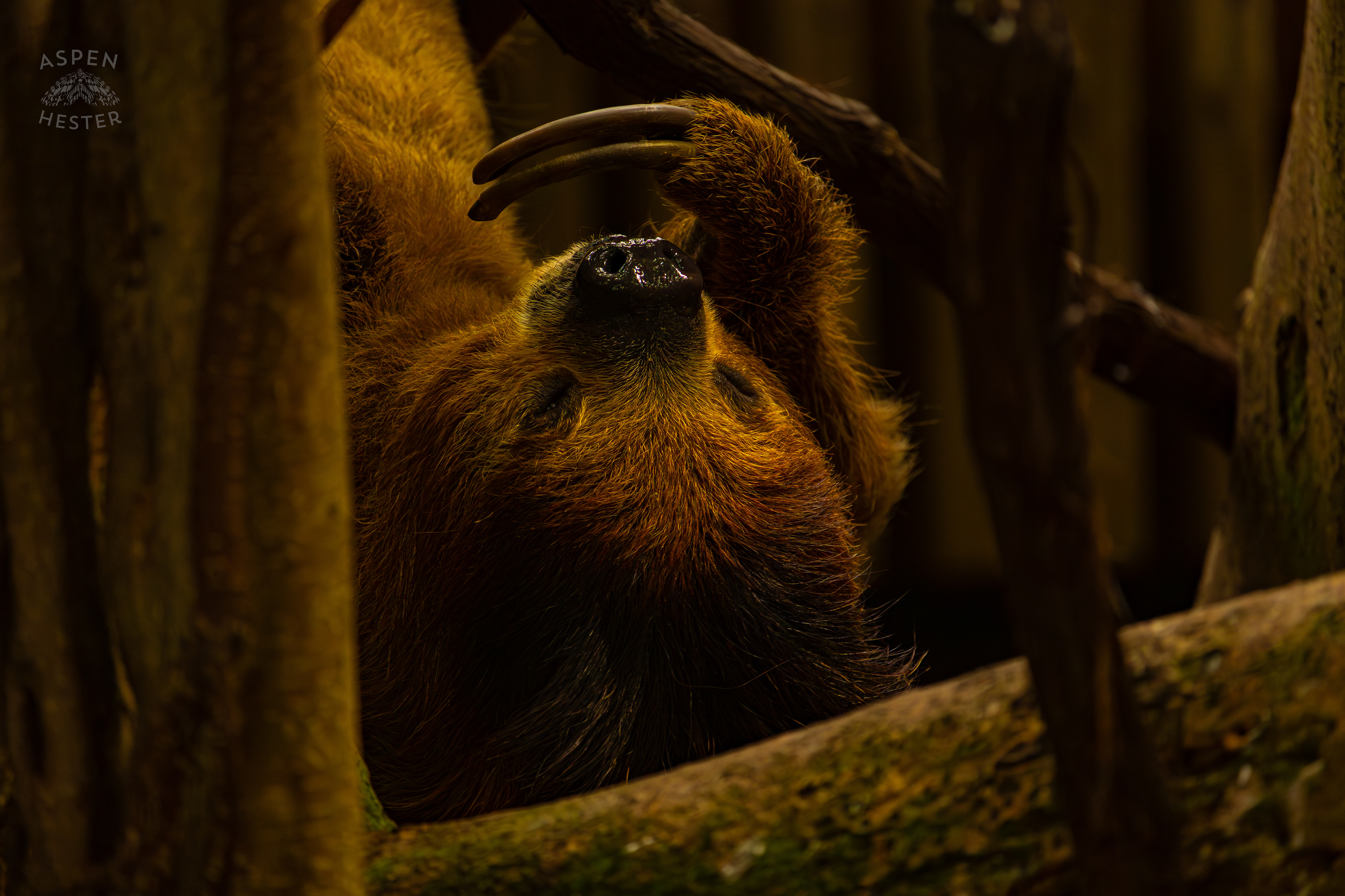 Wookiee The Two-Toed Sloth Hangs From A Branch and Eats A Snack in The Rainforest Inside The National Aviary in Pittsburgh Pennsylvania. February 26th, 2025/Aspen Hester