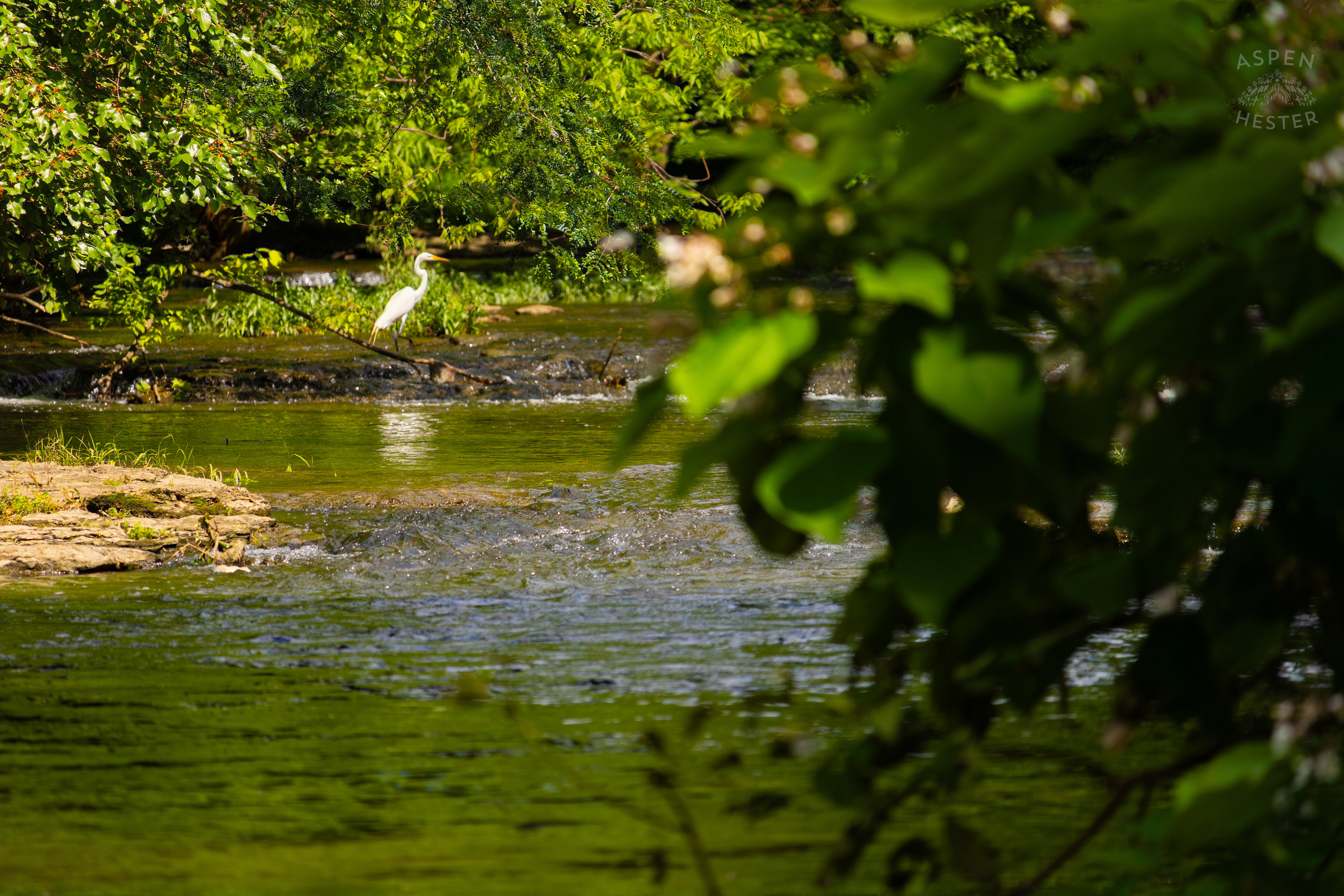 Unknown White Bird On the Bank of Middle Fork Beargrass Creek in Cherokee Park. May 28th, 2024/Aspen Hester