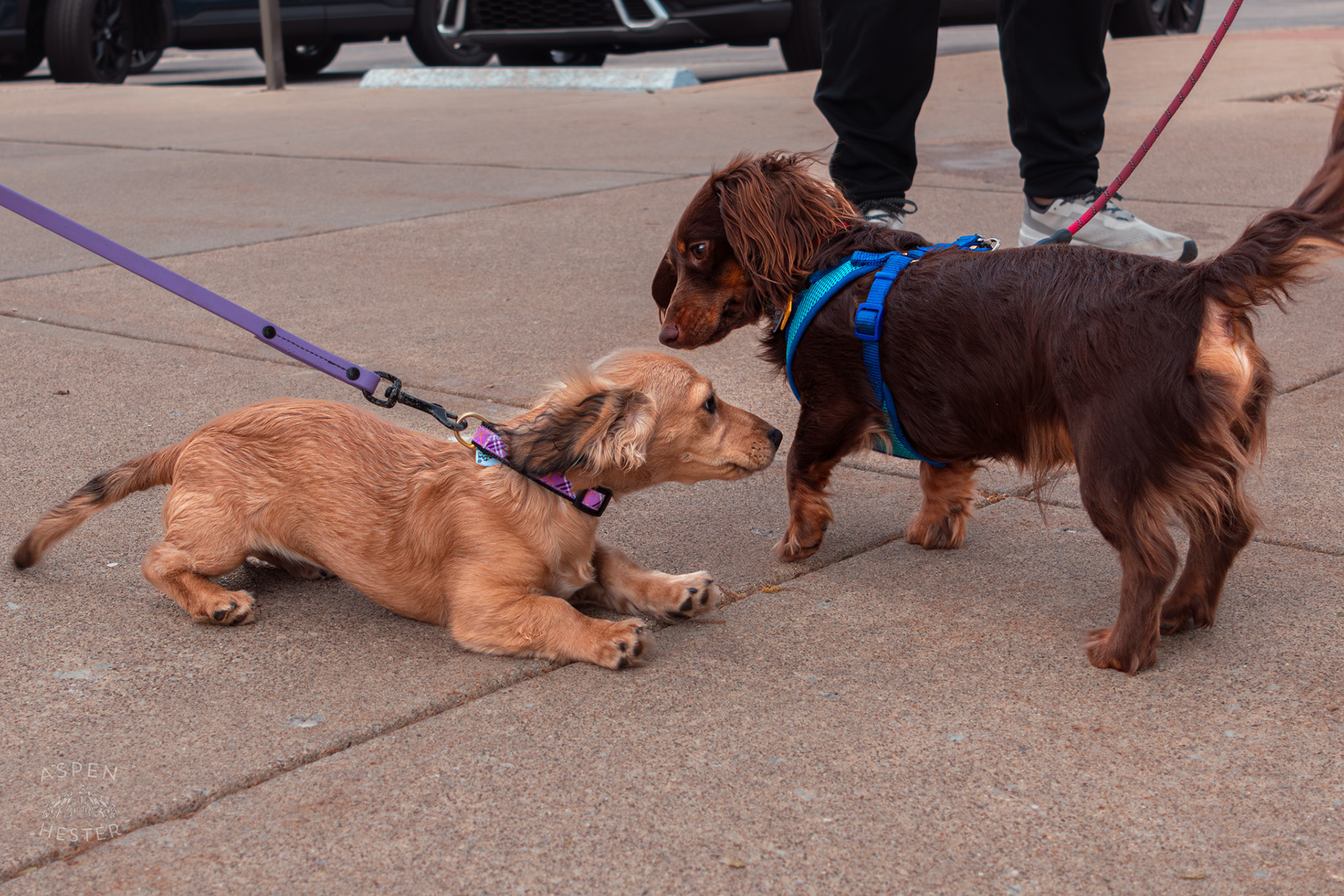 Two Small Chihuahuas Greet Each Other at Westport Village’s 5th Annual Puppy Palooza. April 19th, 2025/Aspen Hester