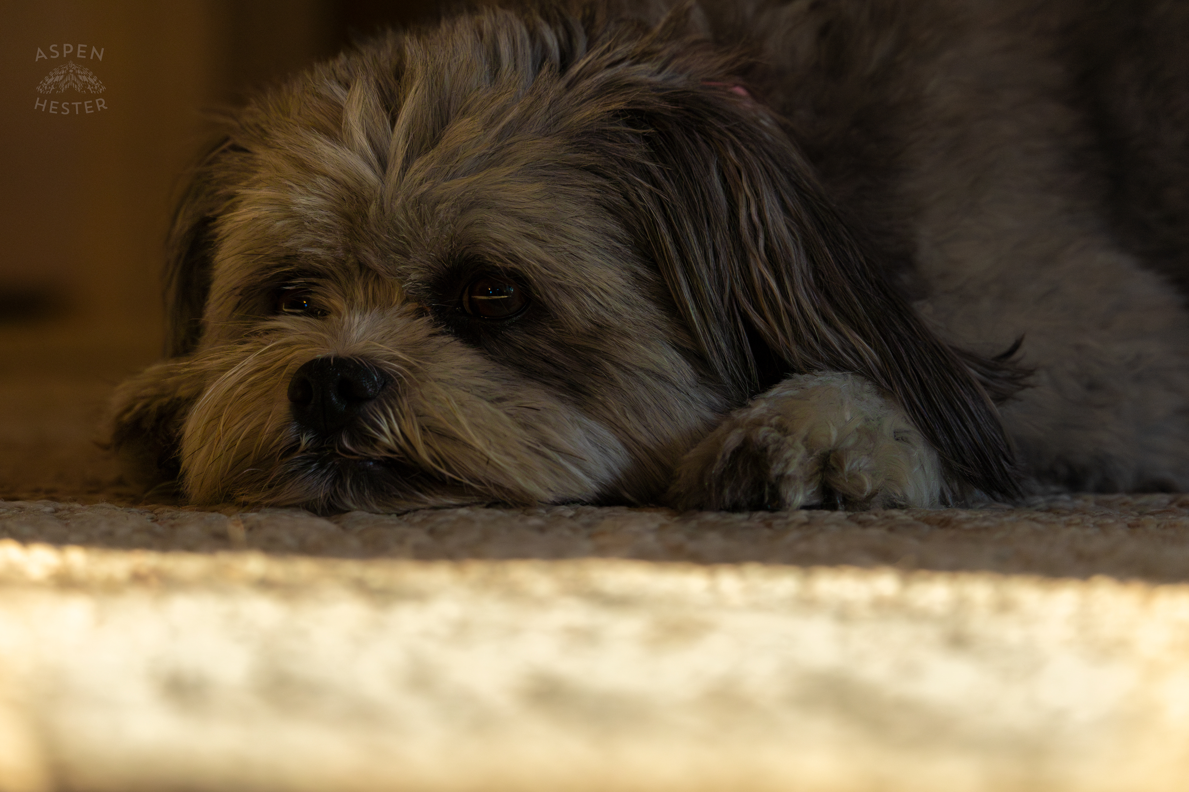 My Girl Mabel Resting. November 11th, 2024/Aspen Hester