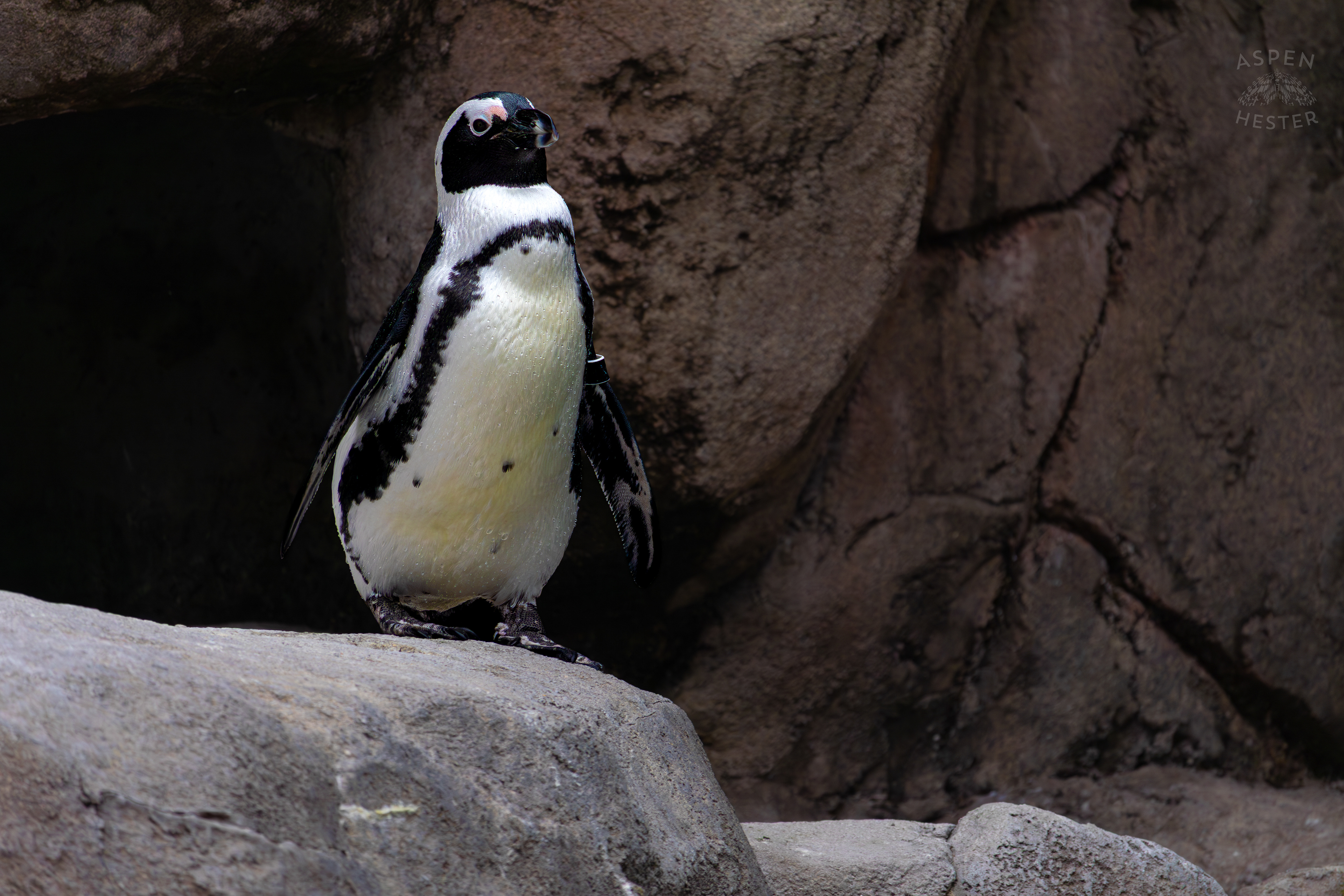 An African Penguin Chilling in Penguin Point Inside The National Aviary in Pittsburgh Pennsylvania. February 26th, 2025/Aspen Hester