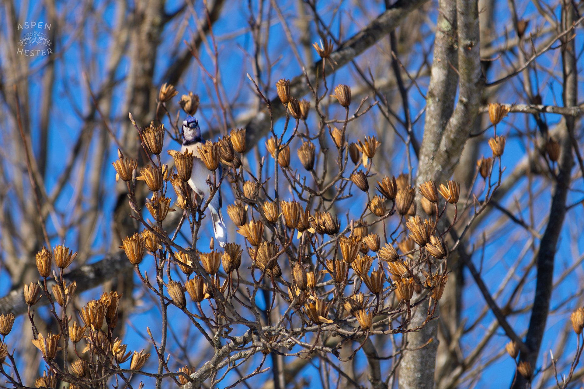 A Blue Jay Sits in A Tulip Tree in The Snowy Landscape of my Backyard. January 13th, 2025/Aspen Hester