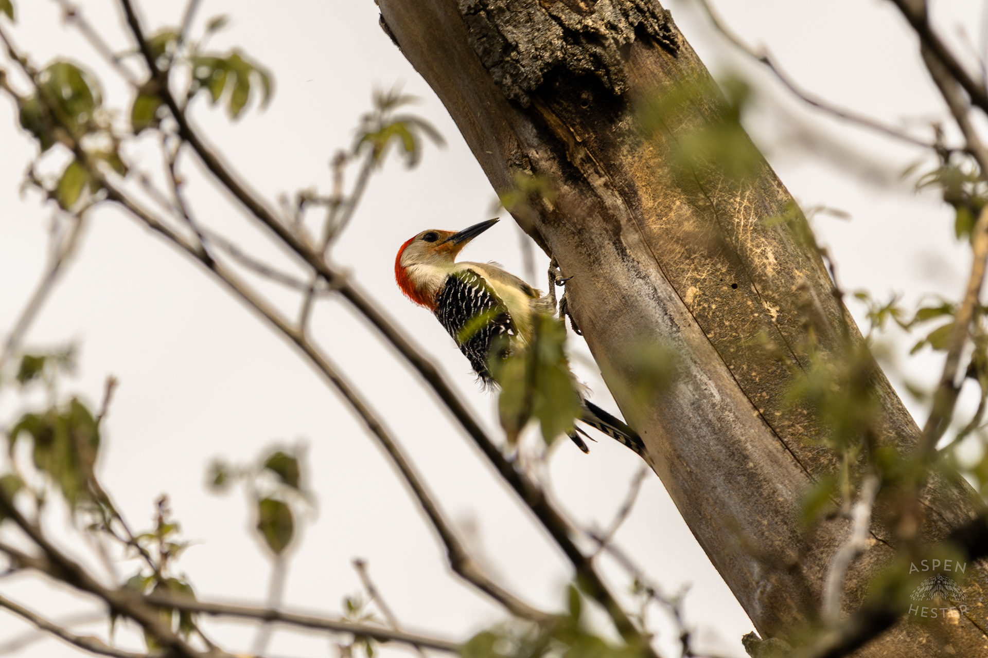 A Red-Bellied Woodpecker Forages in A Tree Above Water Amid The Historic Flooding in Utica Indiana. April 9th, 2025/Aspen Hester