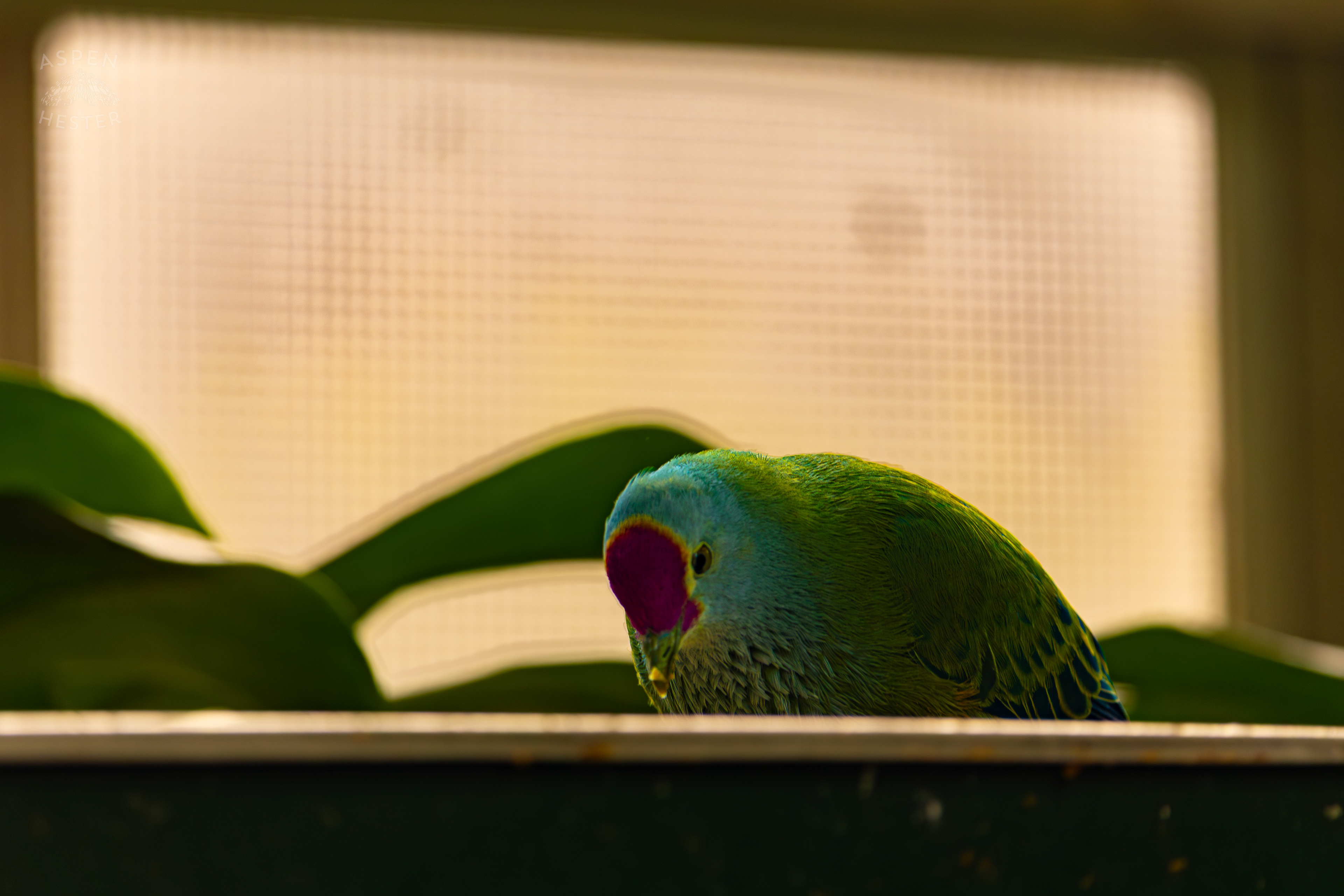A Mariana Fruit-Dove Eats In The Rainforest Inside The National Aviary in Pittsburgh Pennsylvania. February 26th, 2025/Aspen Hester