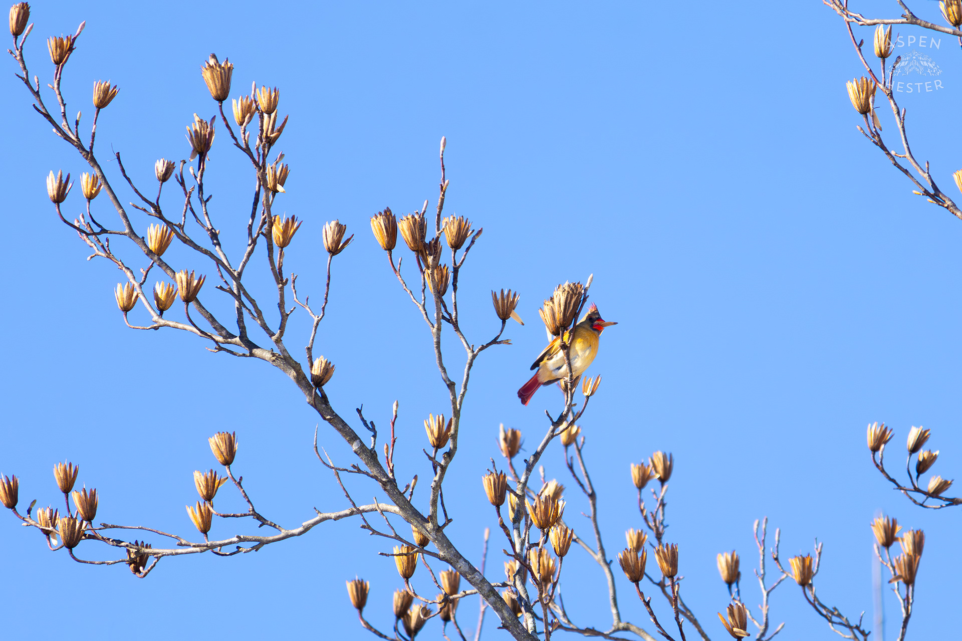 A Female Cardinal Eats The Seeds From A Tulip Tree in my Backyard. January 13th, 2025/Aspen Hester