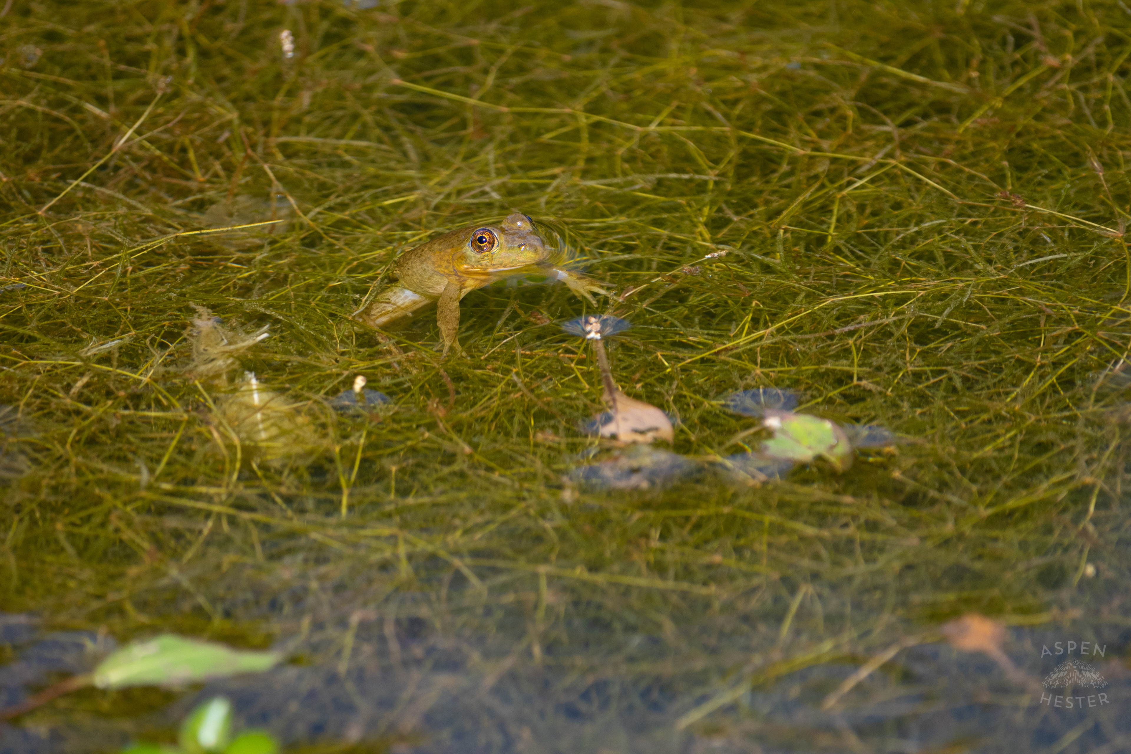A Frog in The Chickasaw Park Pond. August 25th, 2024/Aspen Hester