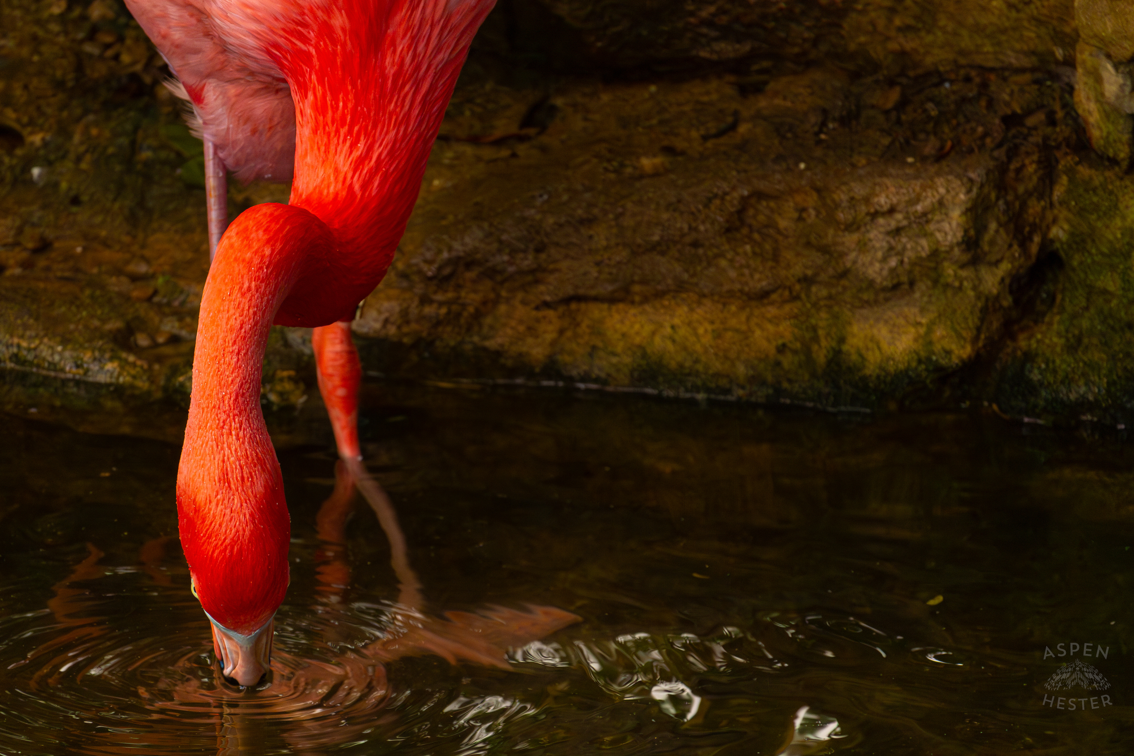 An American Flamingo Takes A Sip From The Refreshing Water Of The Wetlands Inside The National Aviary in Pittsburgh Pennsylvania. February 26th, 2025/Aspen Hester