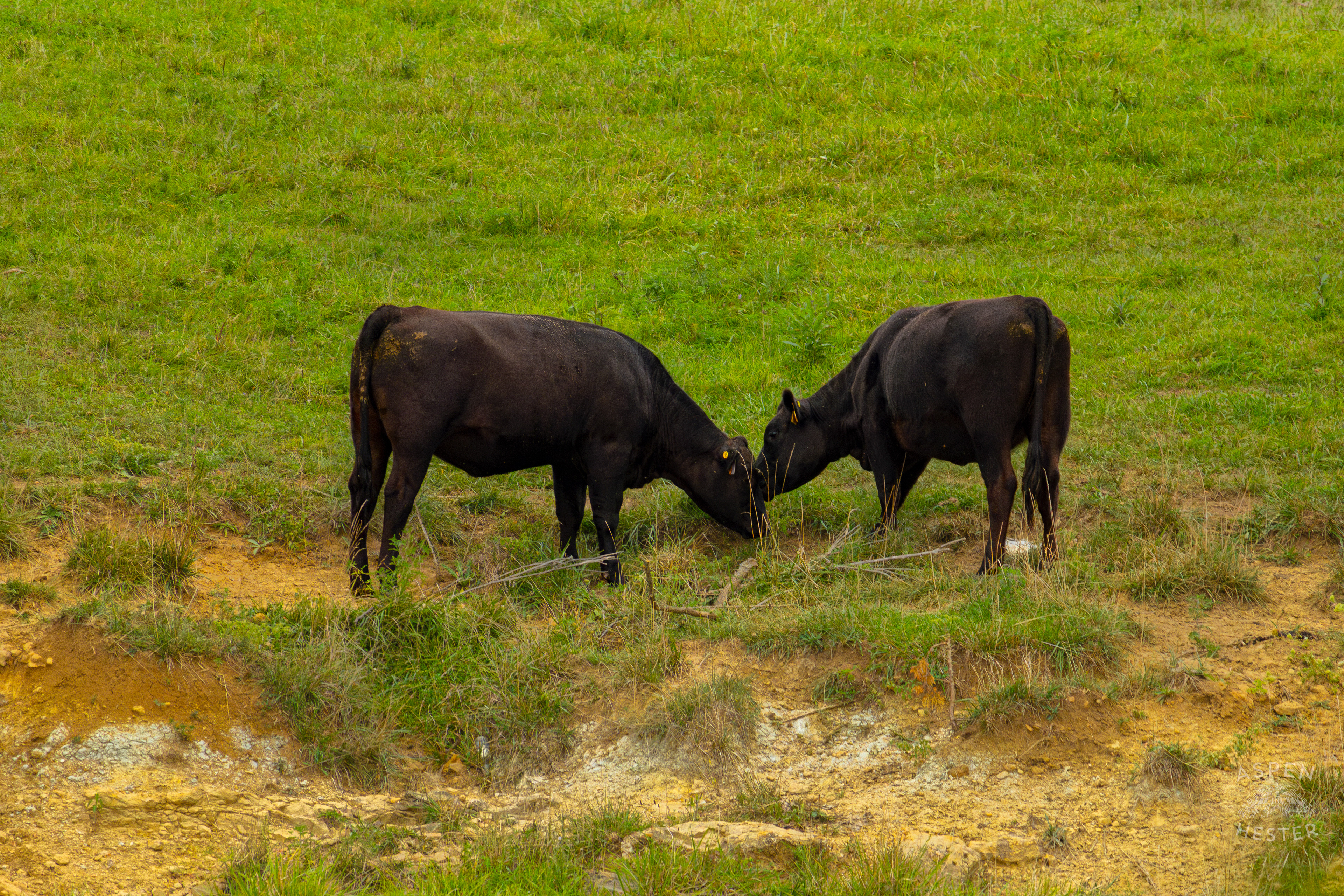 Two Cows Nuzzling on the Shore of Reformatory Lake . August 12th, 2024/Aspen Hester