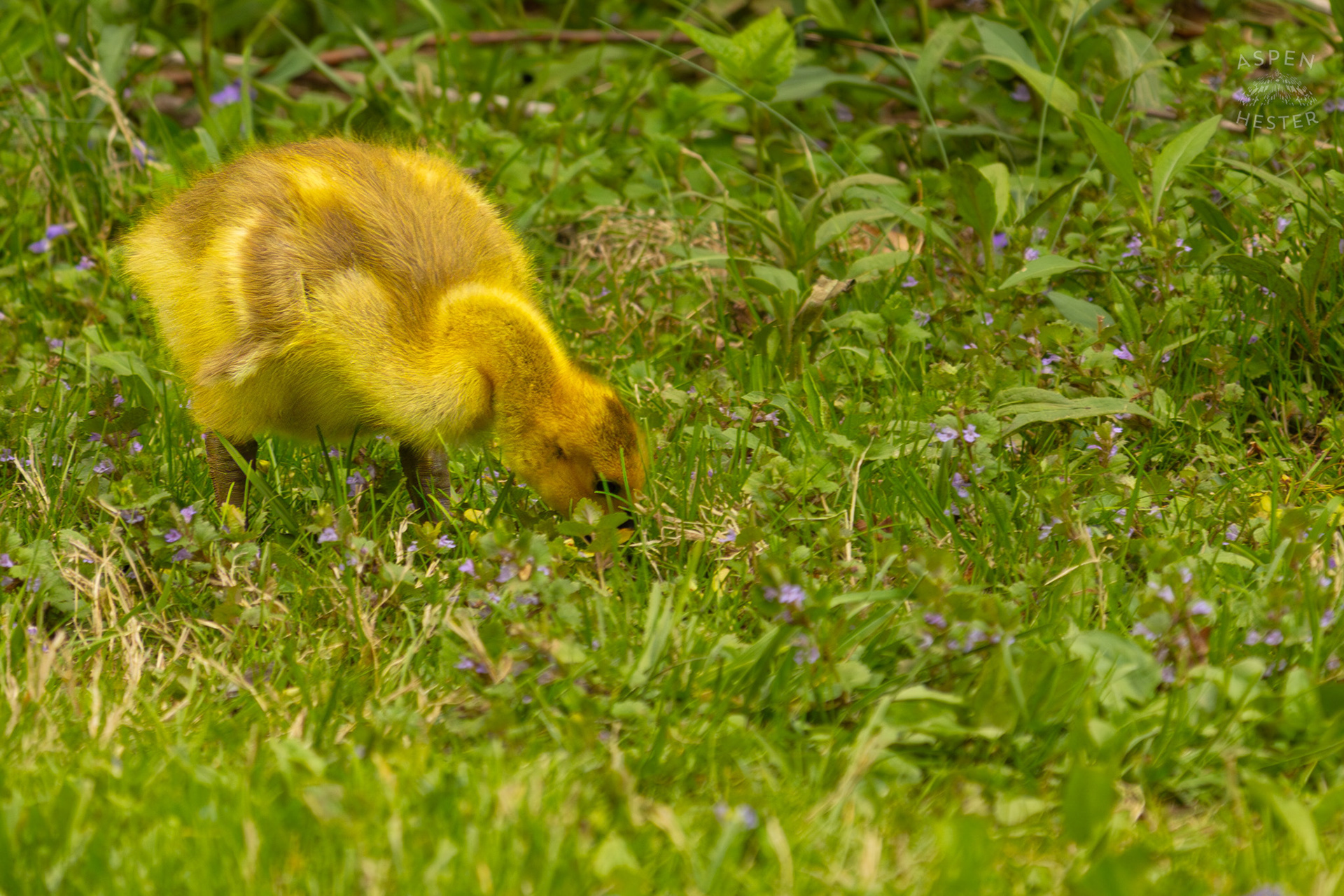 A Young Gosling Grazes Through Brown Park. April 14th, 2025/Aspen Hester