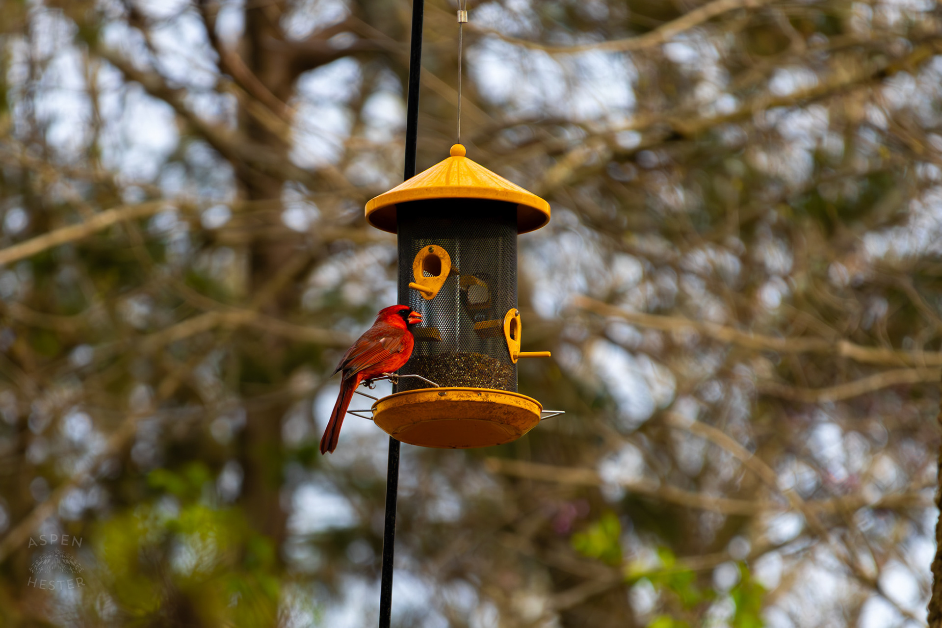 A Male Cardinal Eats From A Birdfeeder in My Neighbor's Yard. March 29th, 2026/Aspen Hester