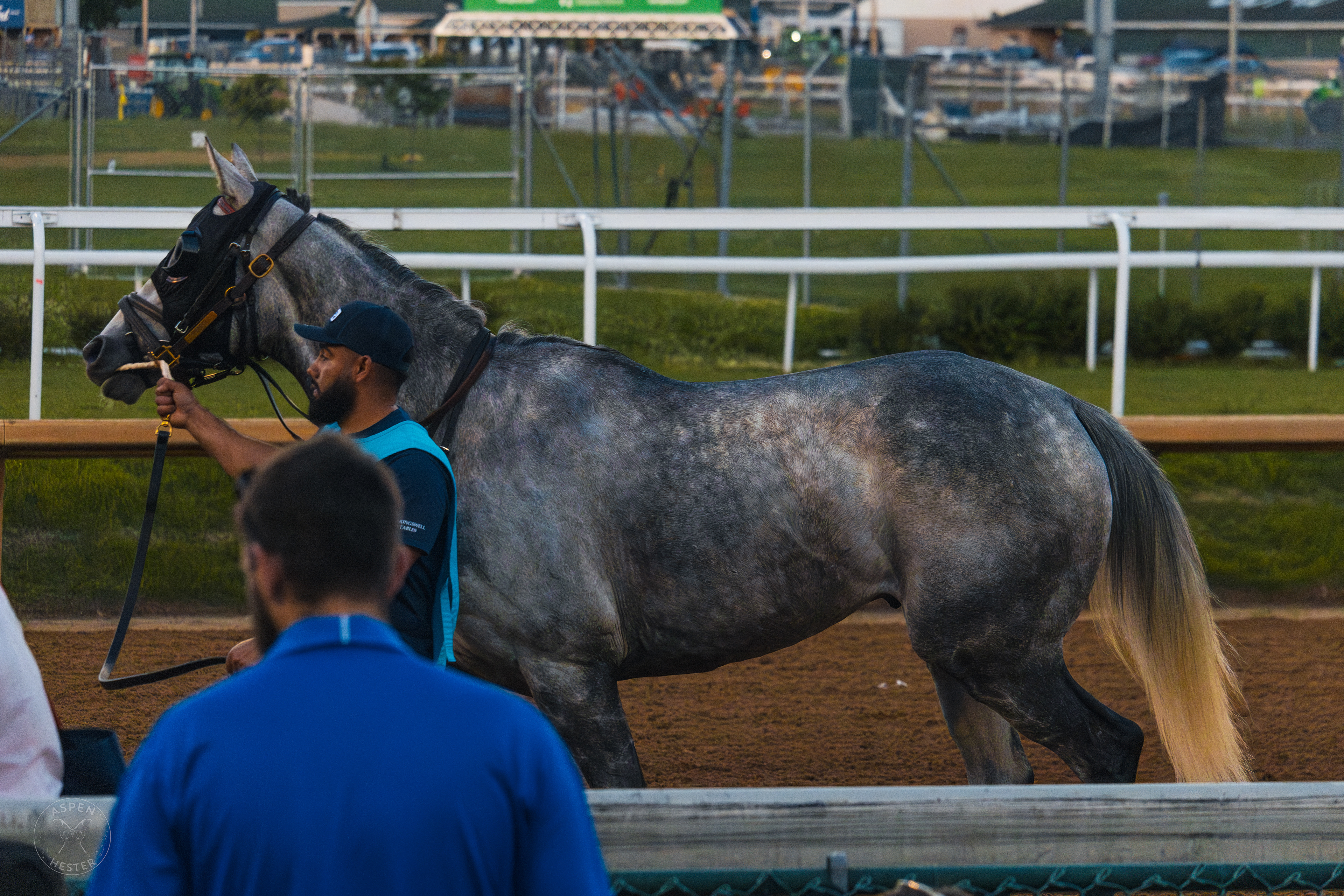 Horse Strolling Down the Track at Downs After Dark. May 18th, 2024/Aspen Hester