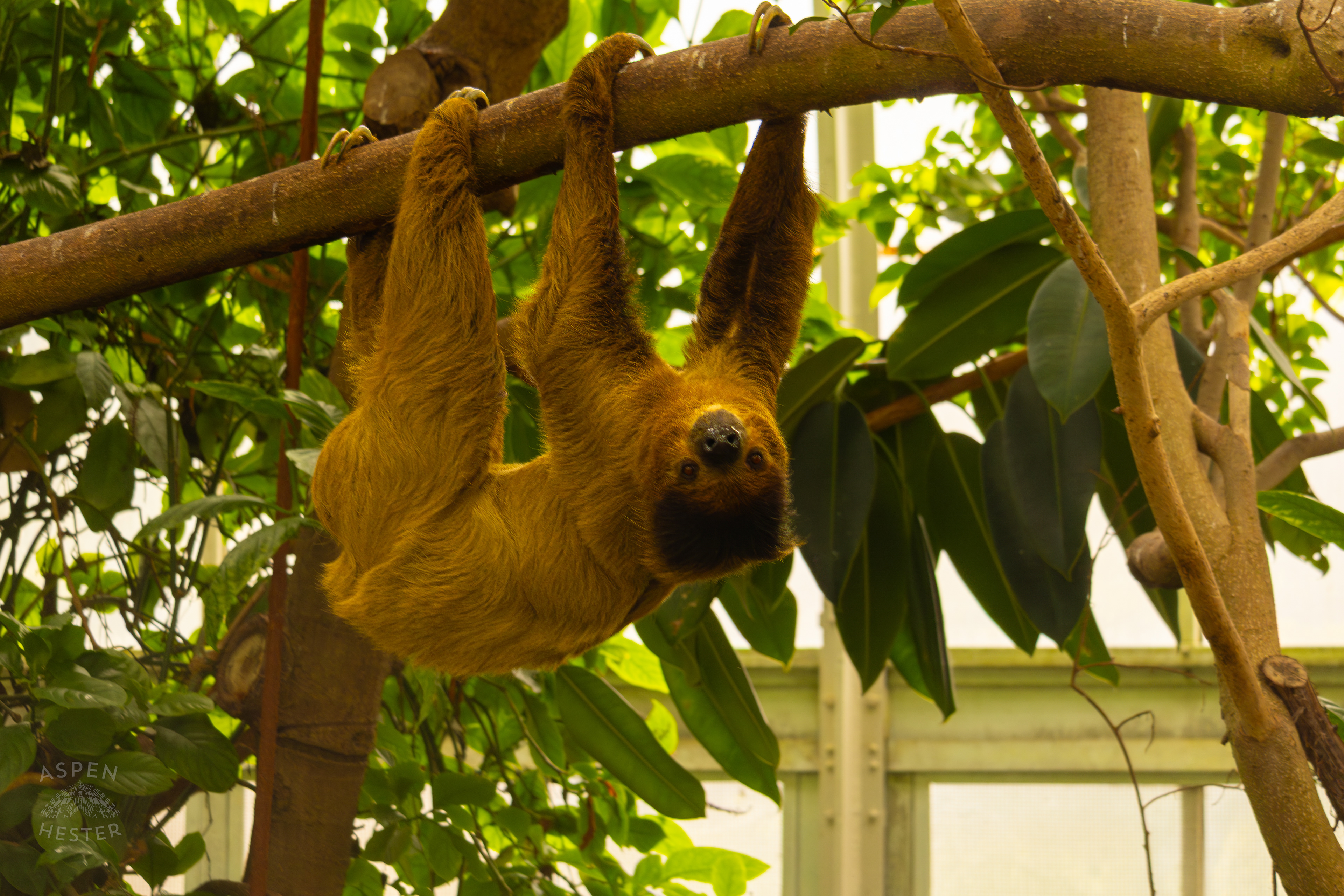 Two-Toed Sloth "Wookiee" Hangs From A Branch in The Rainforest Inside The National Aviary in Pittsburgh Pennsylvania. February 26th, 2025/Aspen Hester