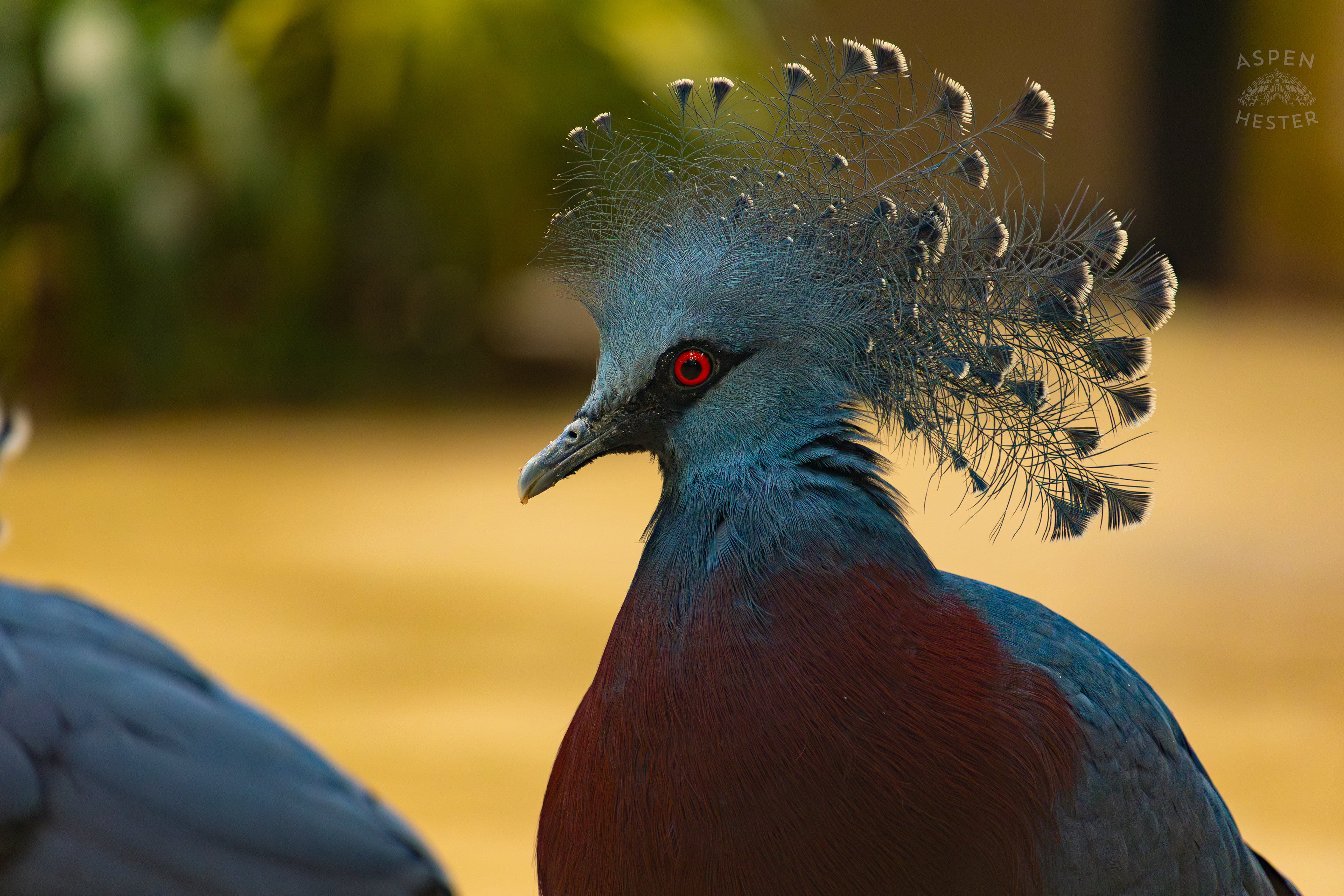 A Victoria Crowned Pigeon in The Rainforest Inside The National Aviary in Pittsburgh Pennsylvania. February 26th, 2025/Aspen Hester