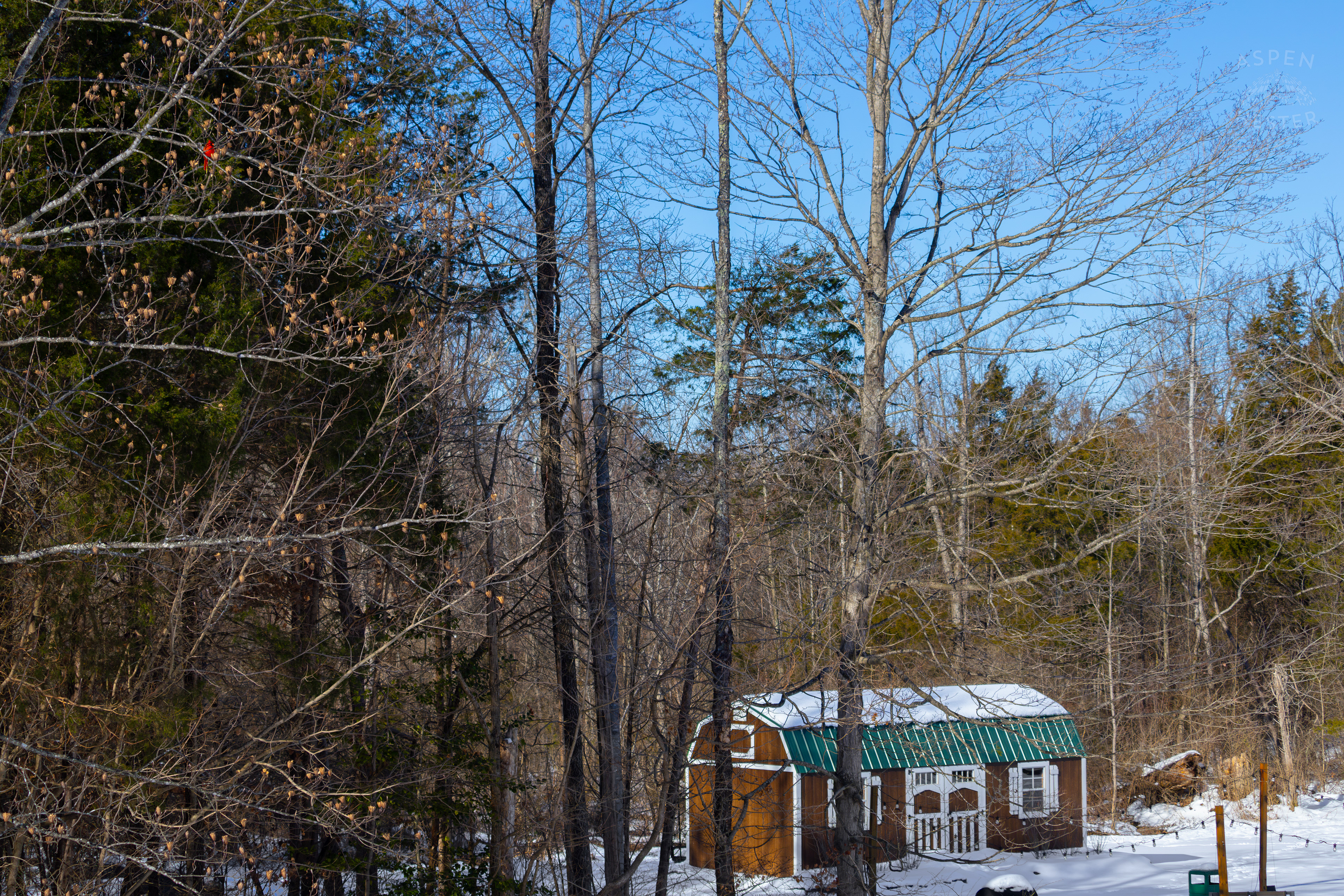 Cardinal Sits in A Tulip Tree Surrounded by The Snowy Landscape of my Backyard. January 13th, 2025/Aspen Hester