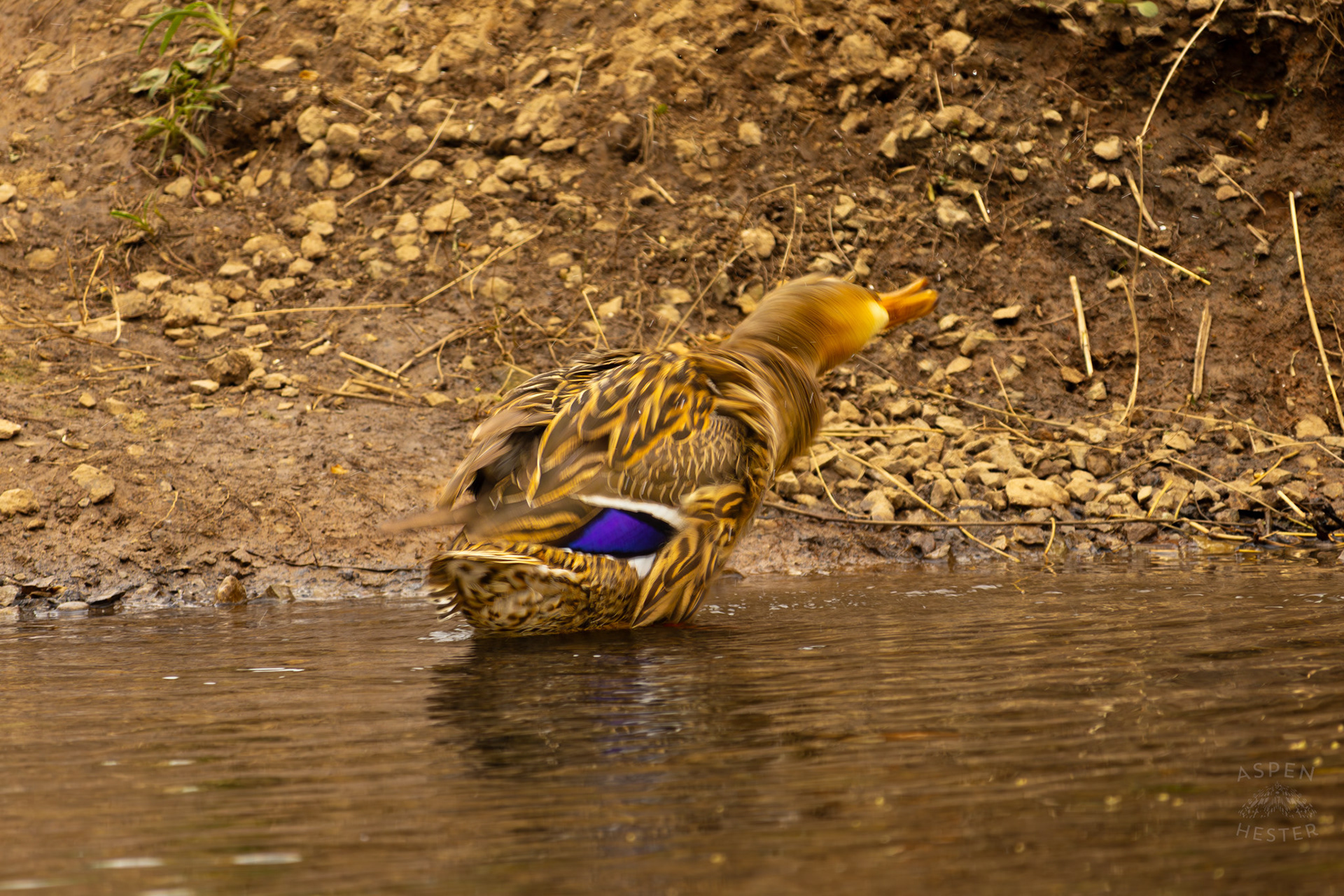 A Female Mallard Shakes Off Water on The Banks of Middle Fork Beargrass Creek Where It Runs Through Brown Park. April 14th, 2025/Aspen Hester