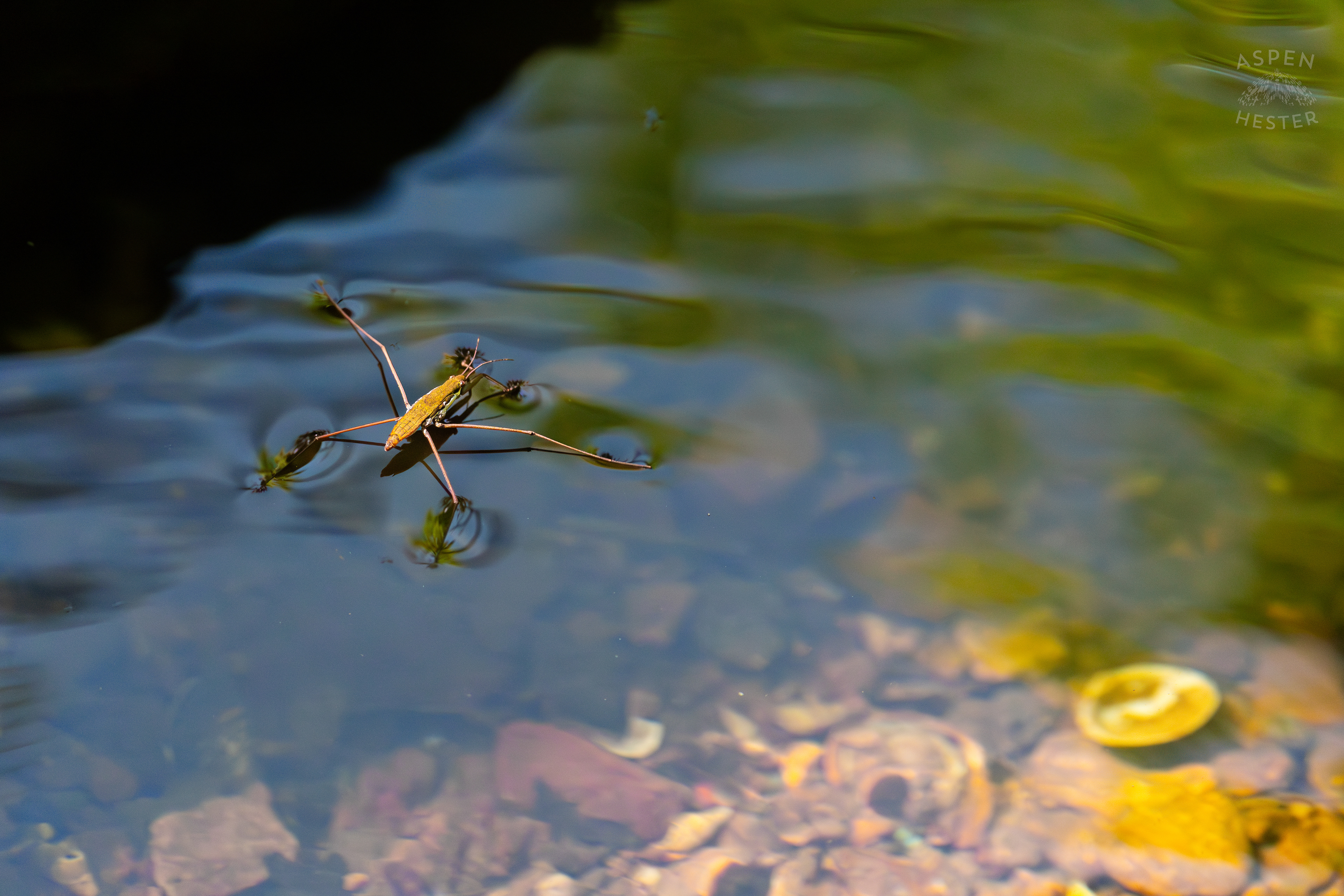 Water Strider on Middle Fork Beargrass Creek in Cherokee Park. May 28th, 2024/Aspen Hester