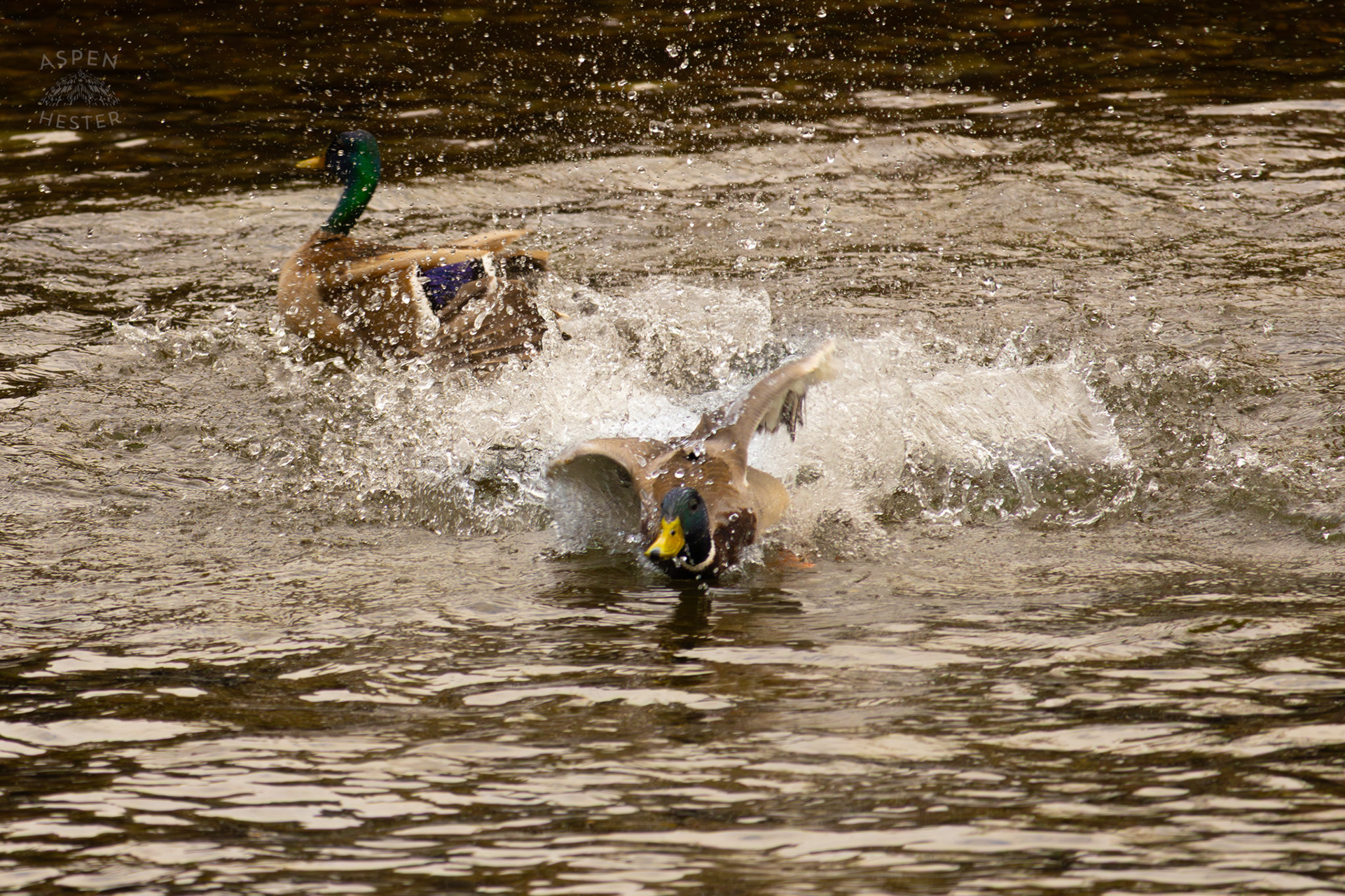 A Male Mallard Freaks Out in The Water of Middle Fork Beargrass Creek Where It Runs Through Brown Park. April 14th, 2025/Aspen Hester