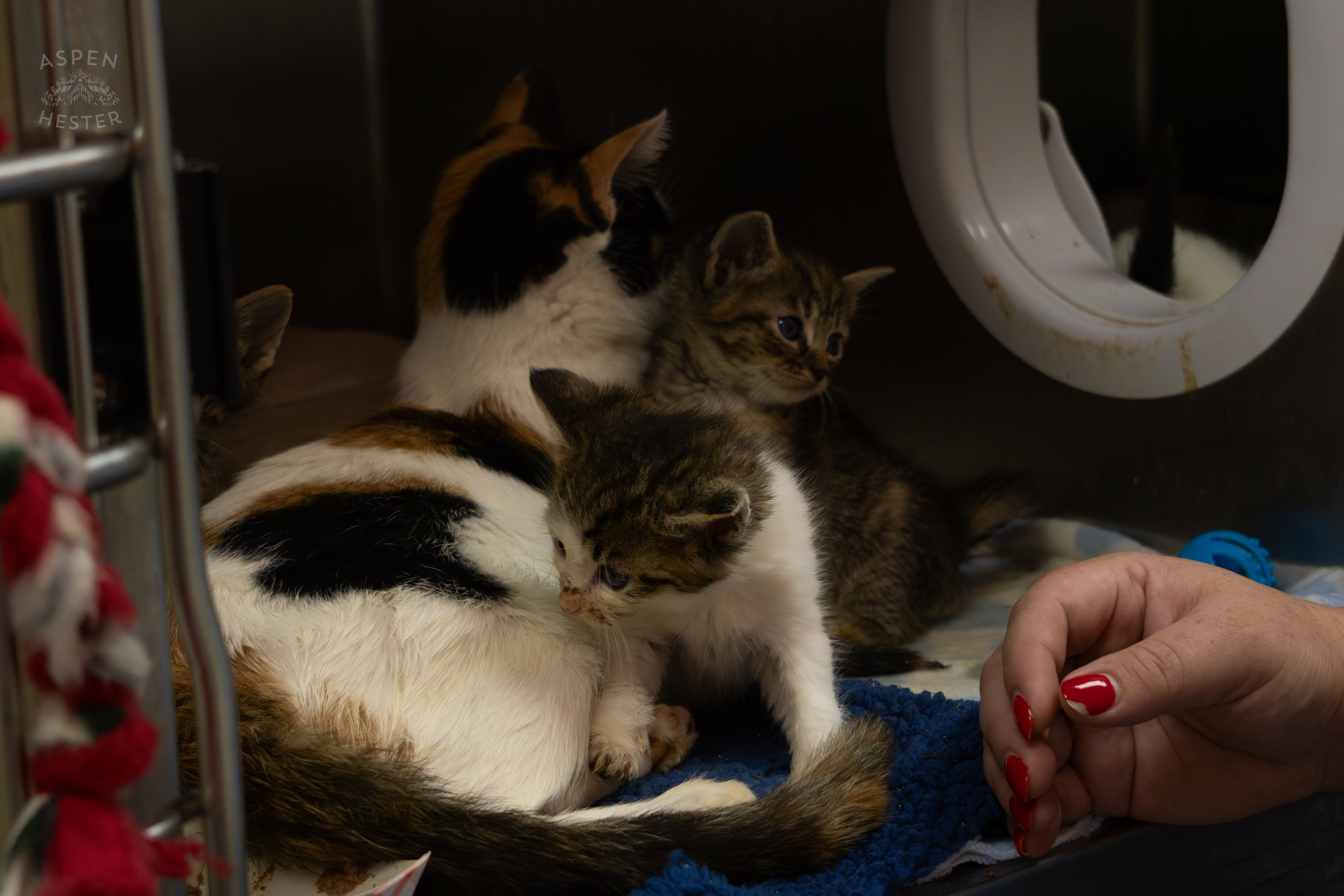 A Mother Cat and Her Kittens During A Telethon that Raised $8000+ for Louisville Metro Animal Services. August 28th, 2024/Aspen Hester