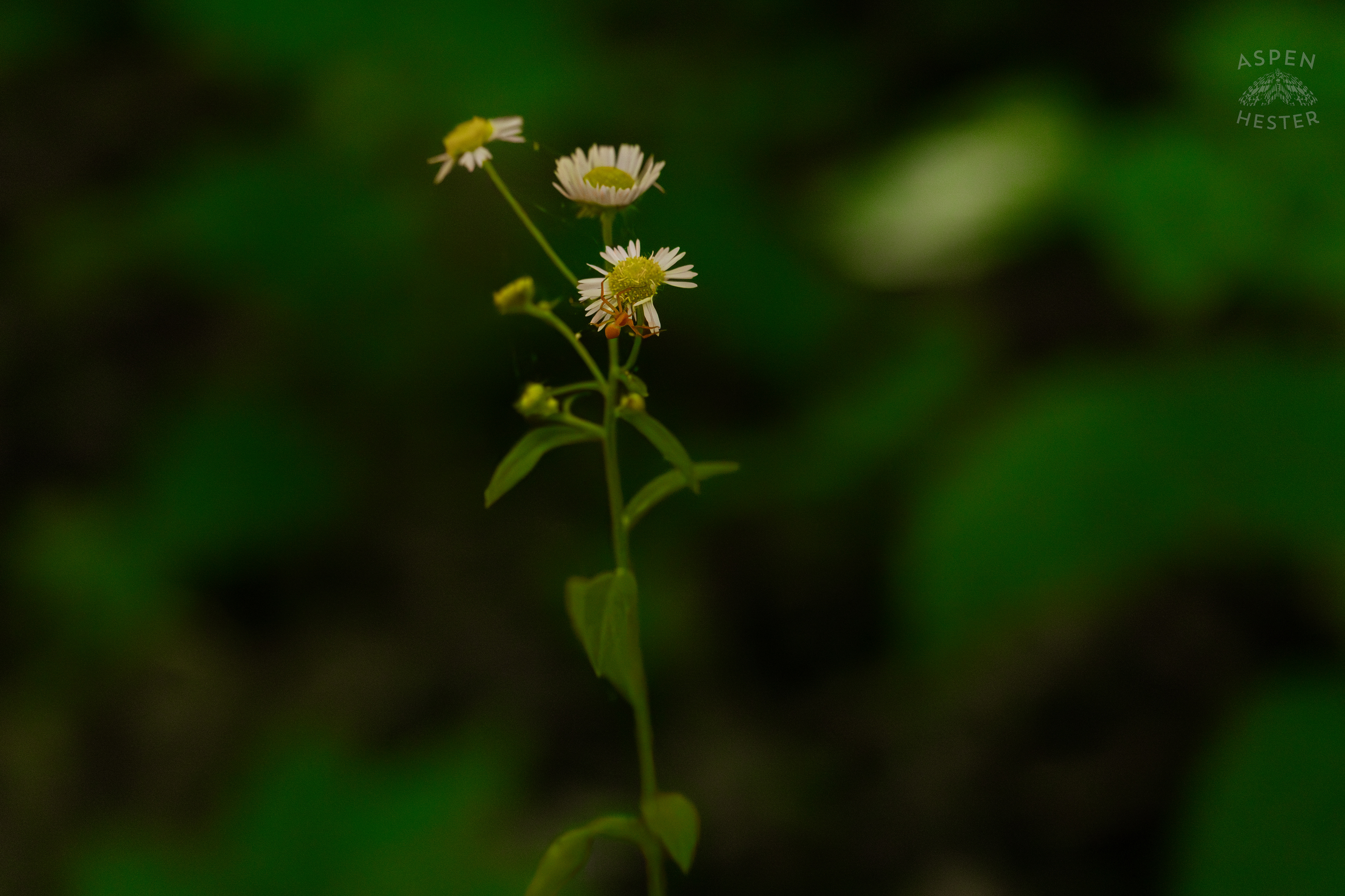 A Small Spider Makes A Home Out of Fleabane Daisies in Cherokee Park. June 11th, 2024/Aspen Hester