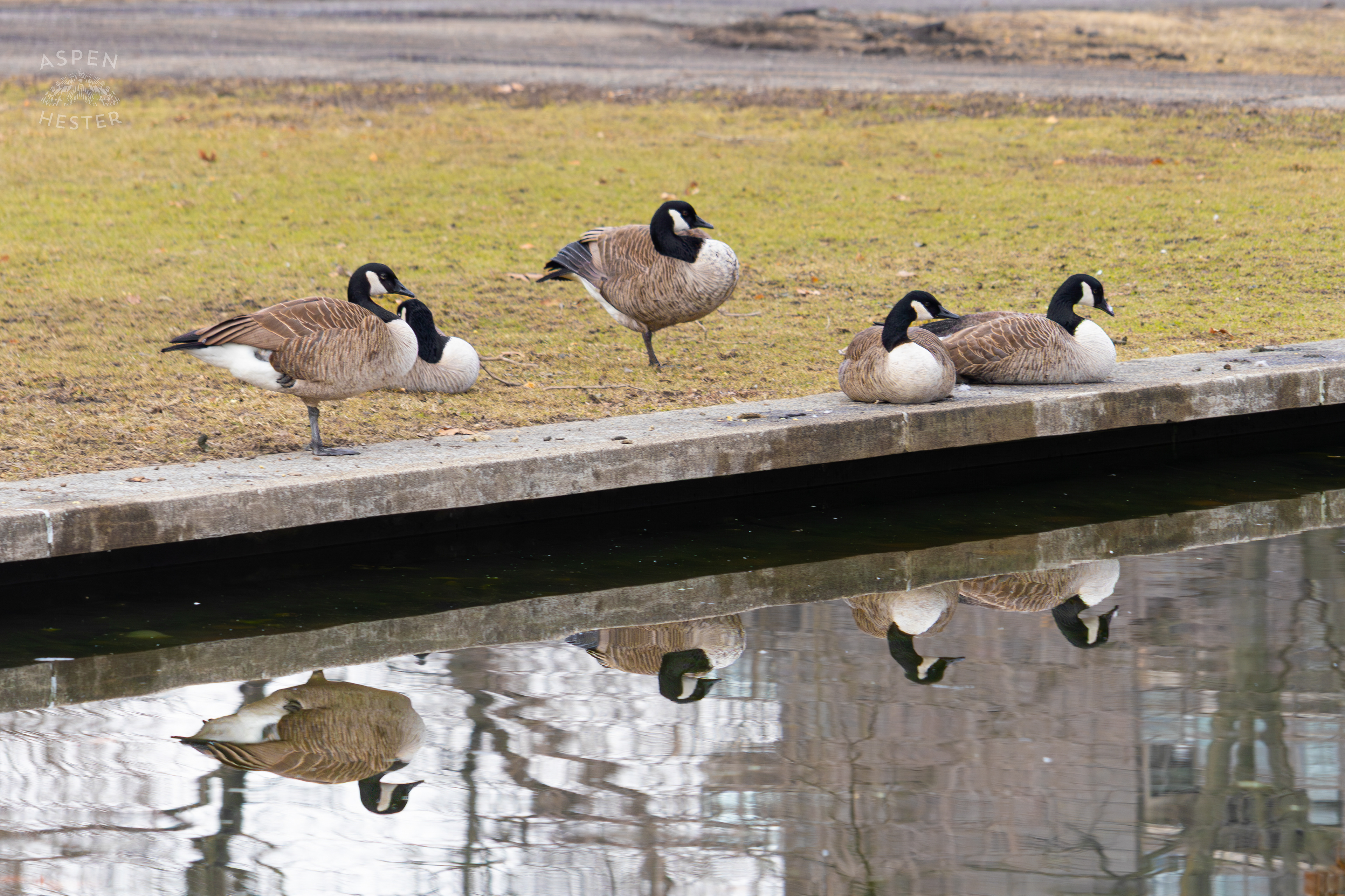 Geese Admire Their Reflection in Lake Elizabeth Outside The National Aviary in Pittsburgh Pennsylvania. February 26th, 2025/Aspen Hester
