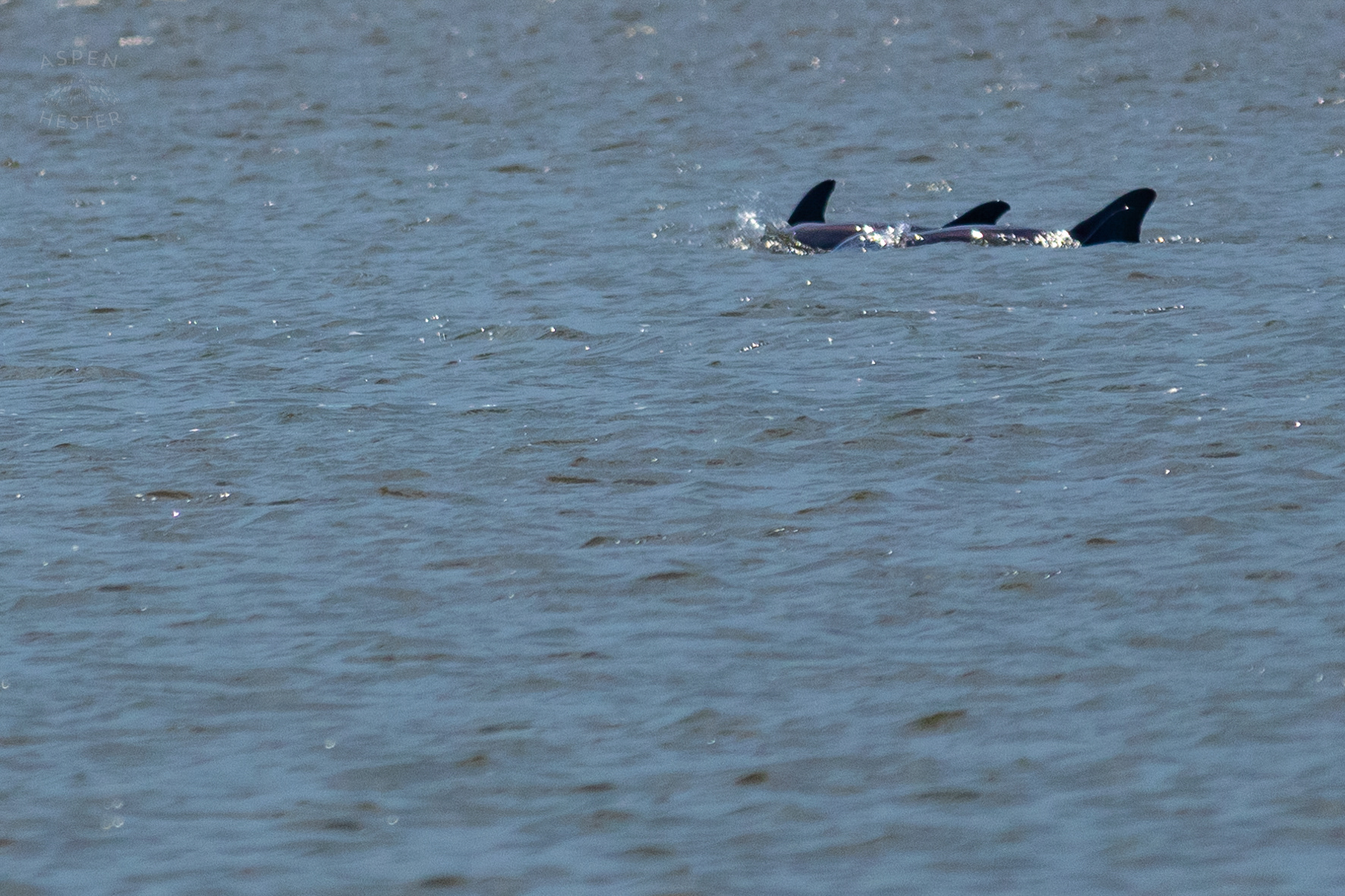 Bottlenose Atlantic Dolphins Swimming Off Tybee Island Georgia. June 25th, 2024/Aspen Hester