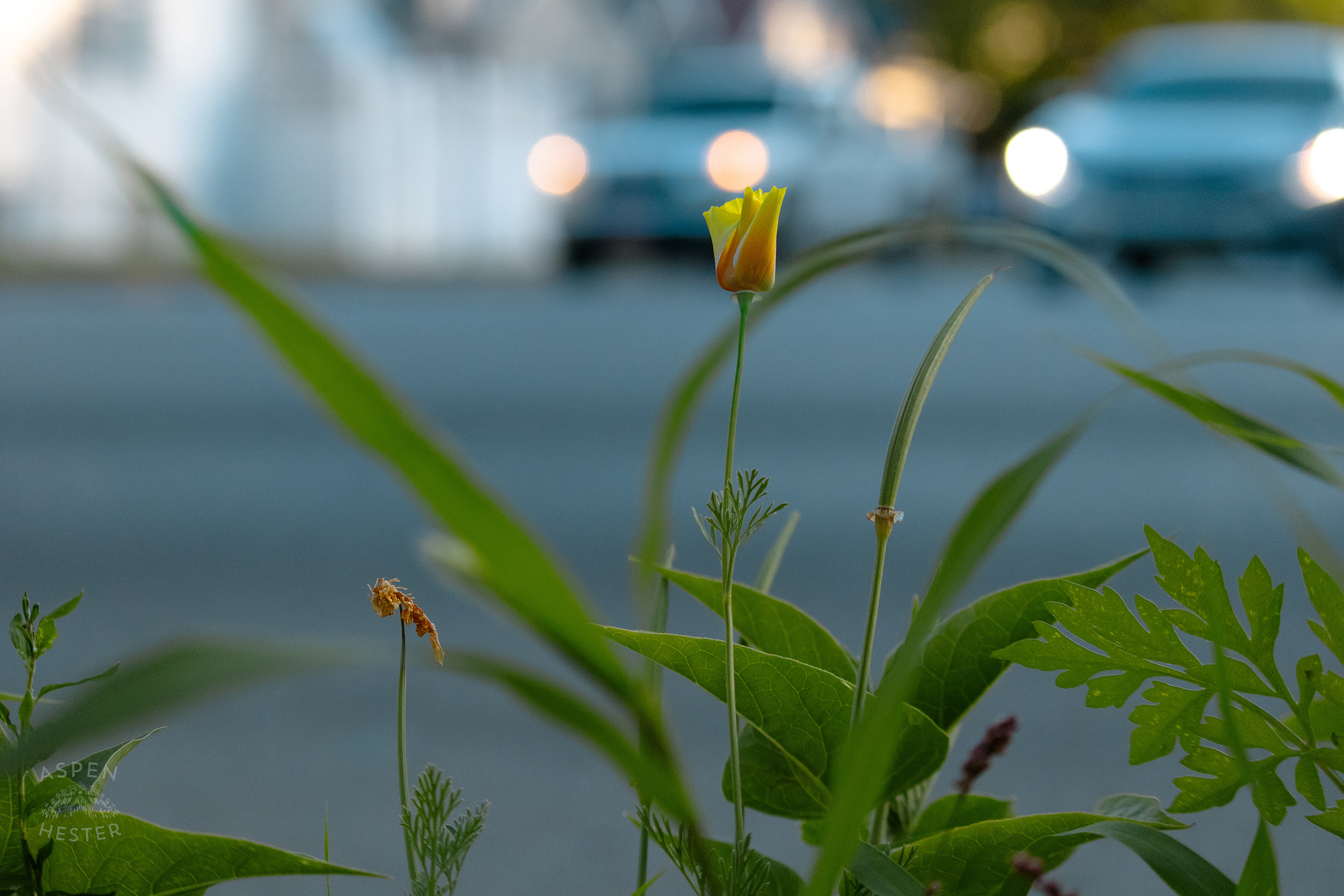 Unidentified Yellow Flower During Golden Hour on Preston Street. May 30th, 2024/Aspen Hester 