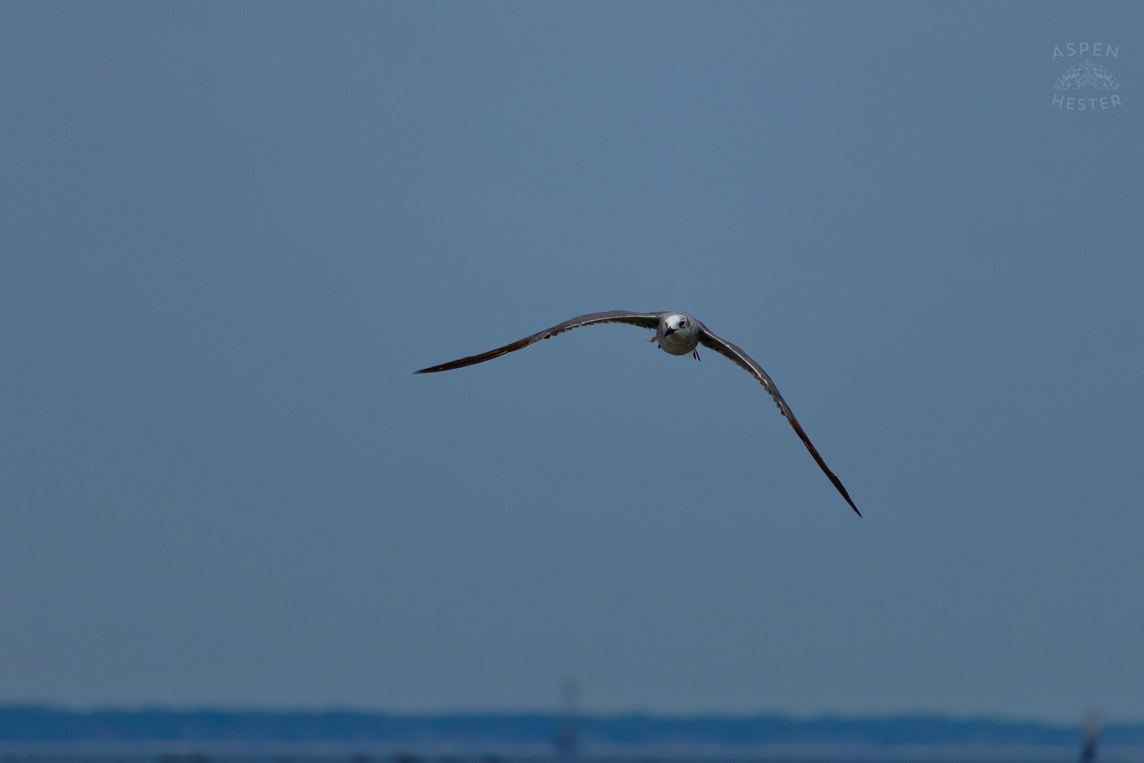 Seagull Flying On Tybee Island Georgia. June 24th, 2024/Aspen Hester