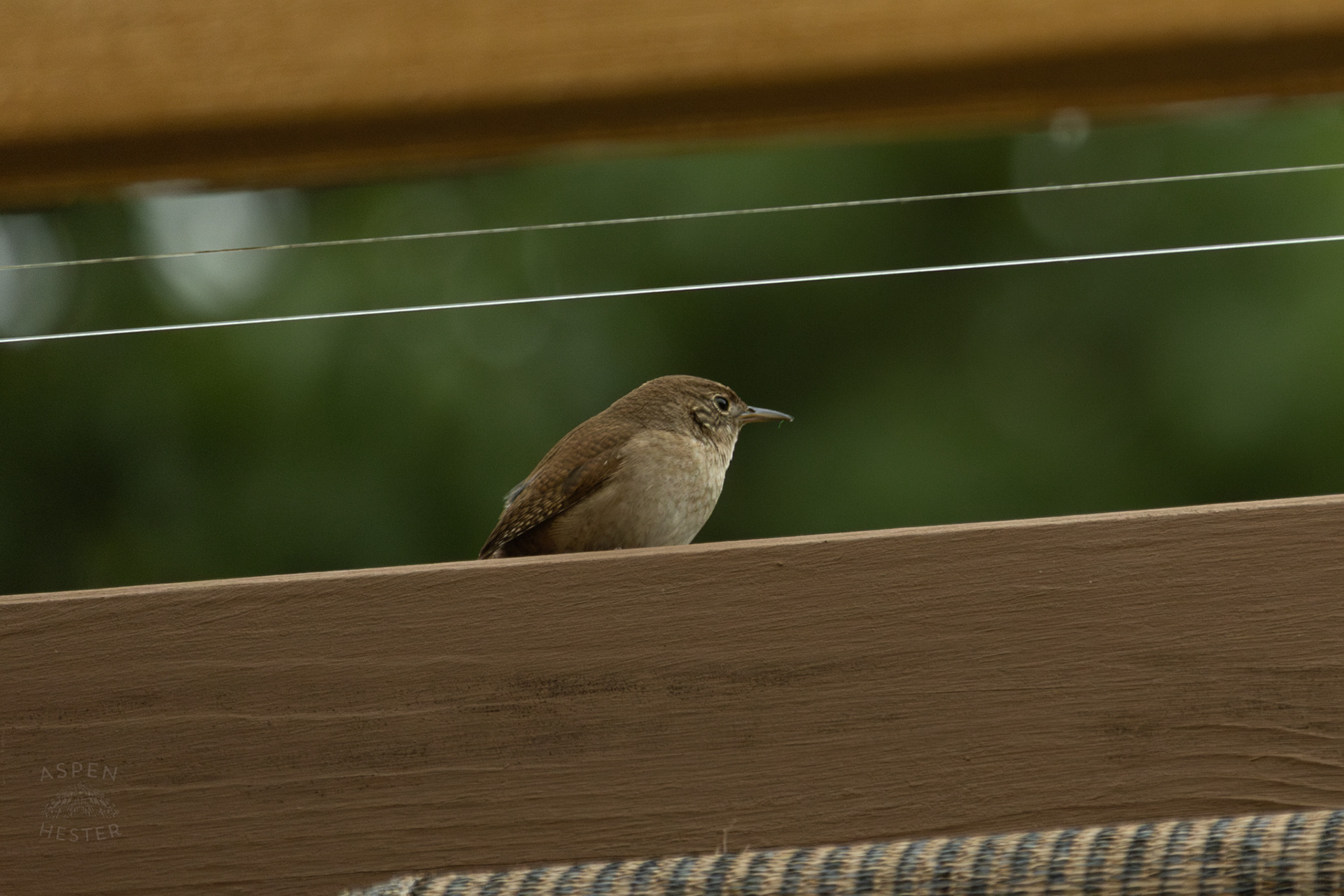 One of A Pair of Northern House Wrens Living in My Bird House. May 27th, 2025/Aspen Hester