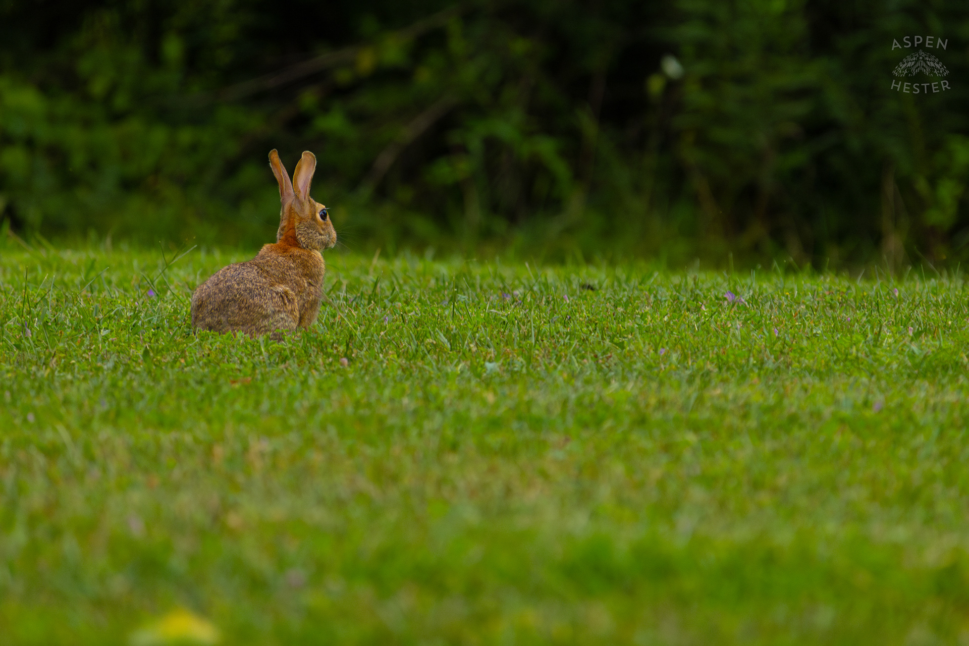 An Eastern Cottontail Rabbit in Wendell Moore Park. August 12th, 2024/Aspen Hester